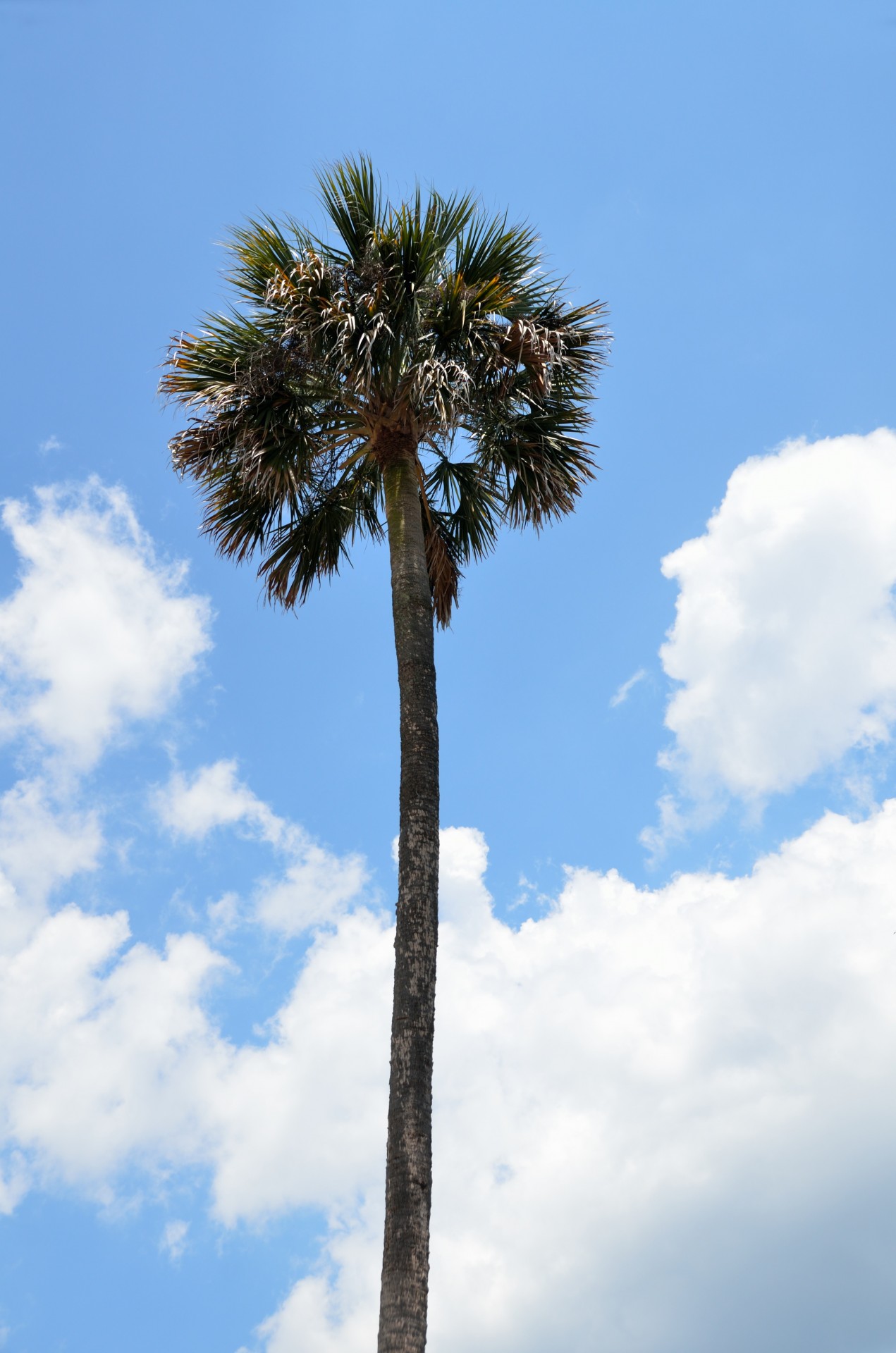 Tall Palm Tree Free Stock Photo - Public Domain Pictures