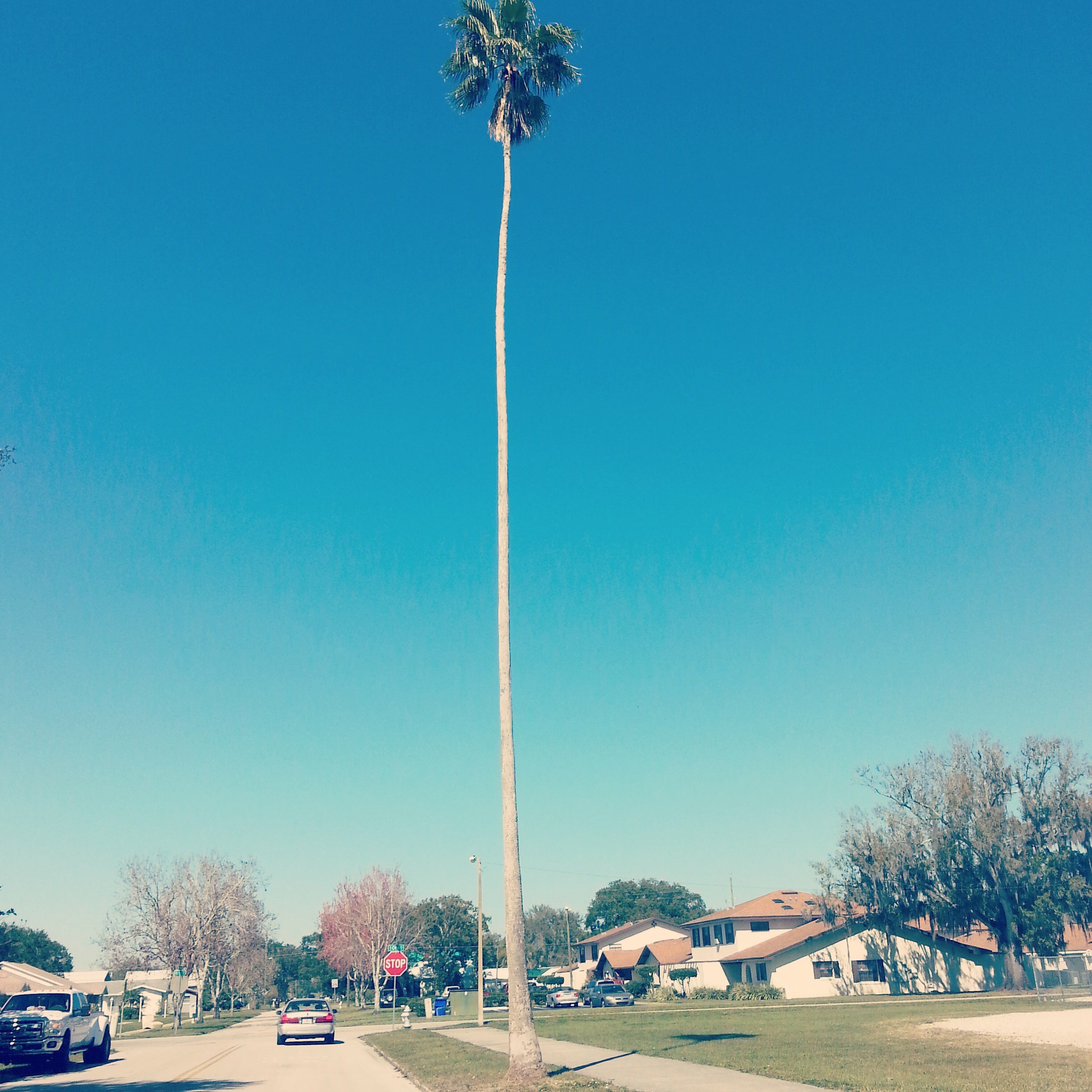 Really tall palm tree - Album on Imgur