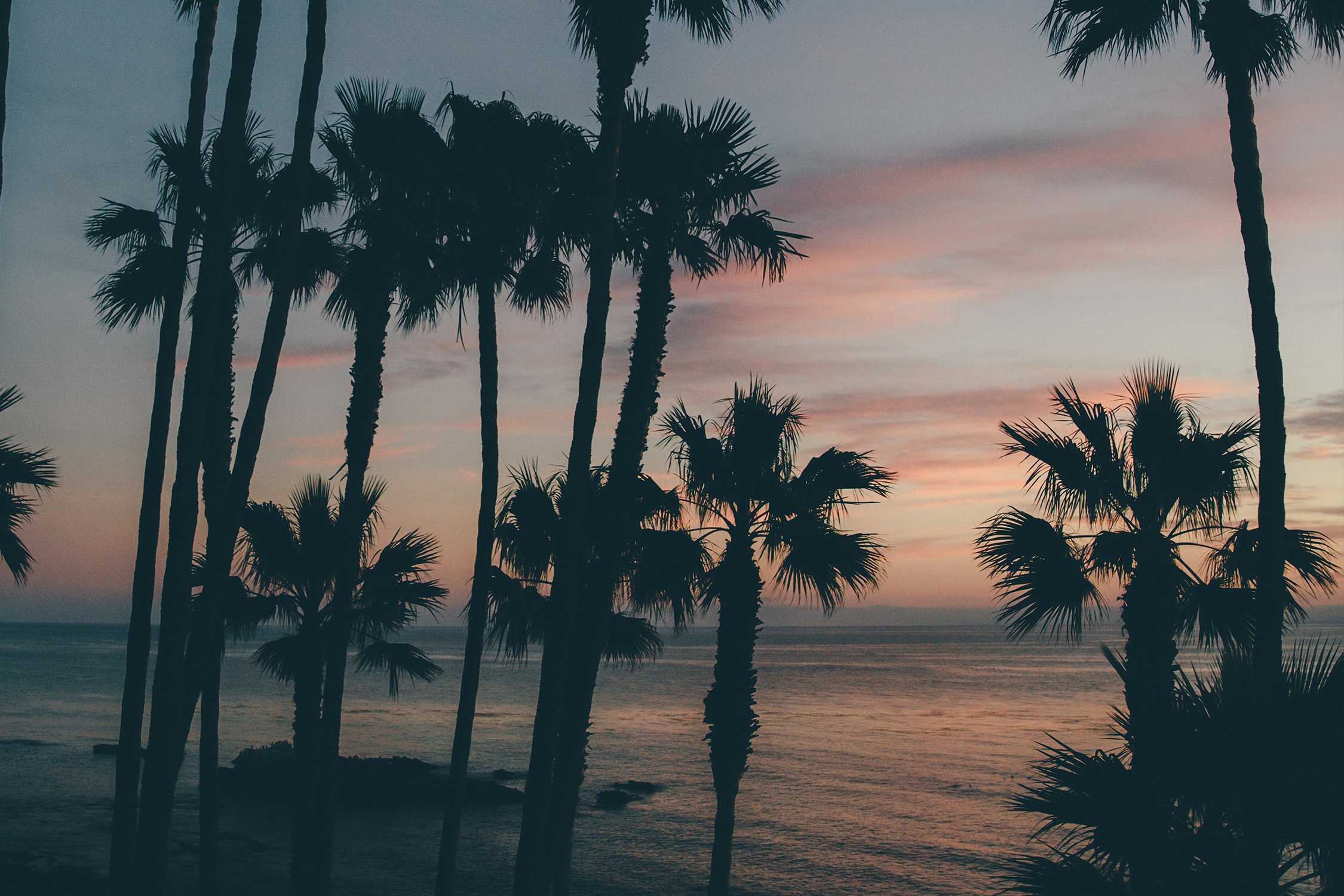 Tall palm trees and sunset ~ Nature Photos ~ Creative Market