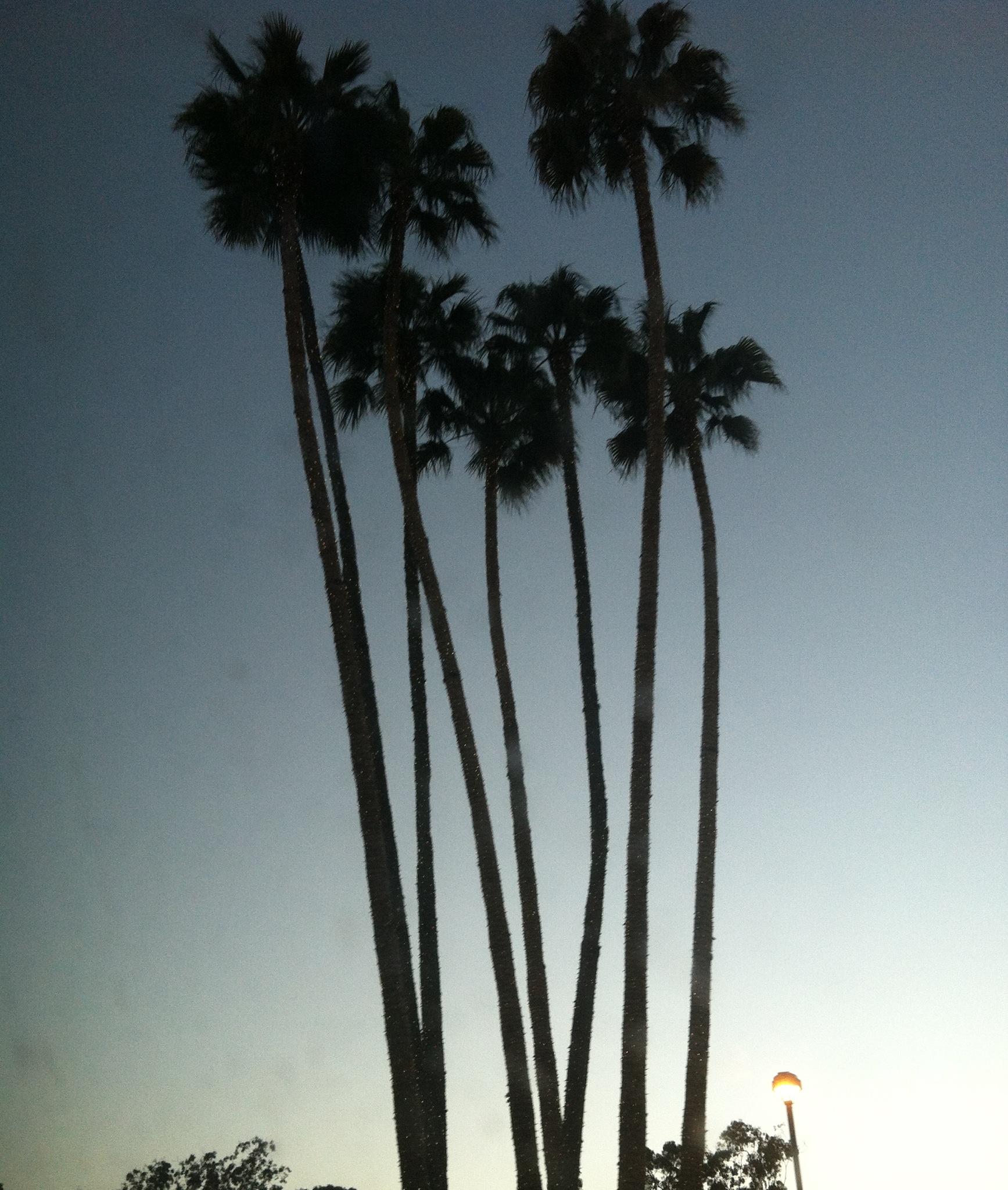 PALM TREES | flourish like a palm