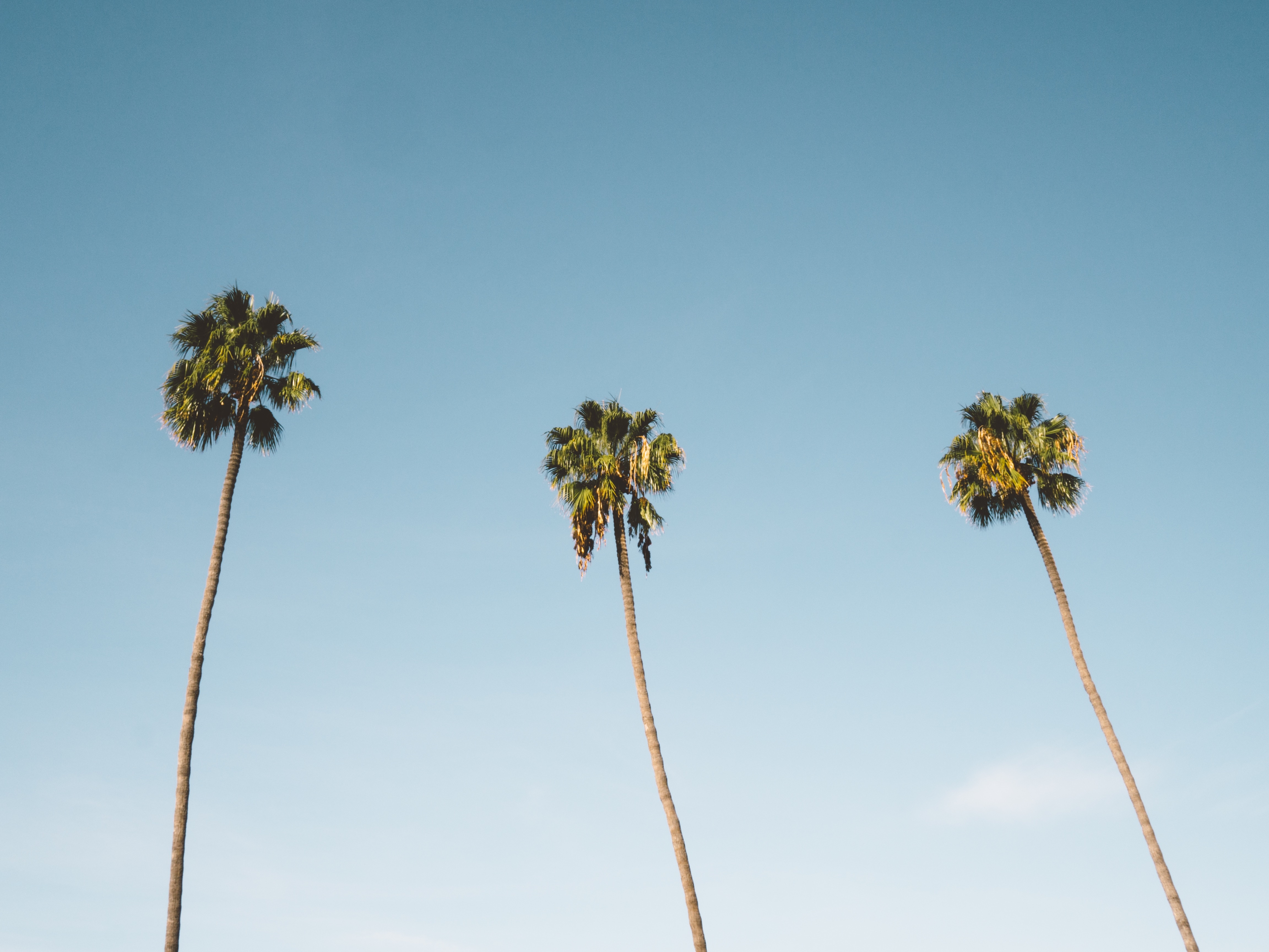Three palm trees photo
