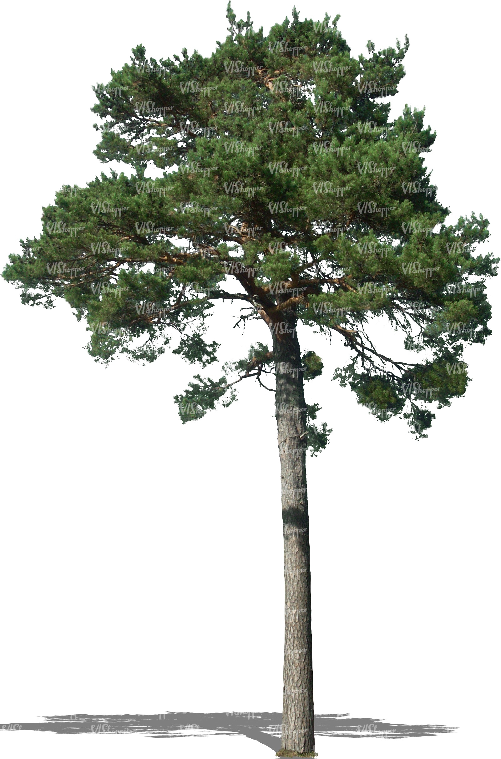 cut out tall pine tree - cut out trees and plants - VIShopper