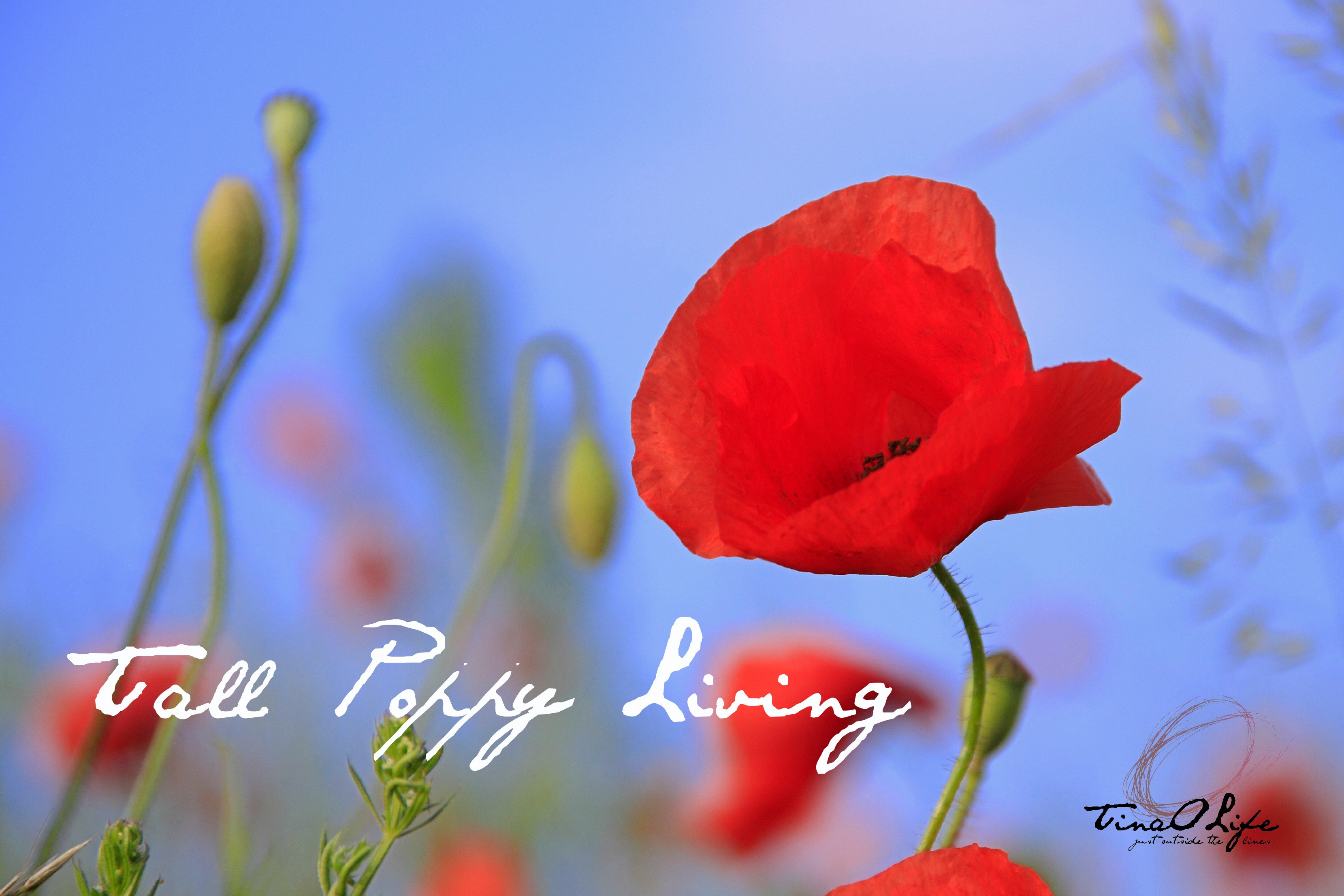 Tall Poppy Living - TinaOLife