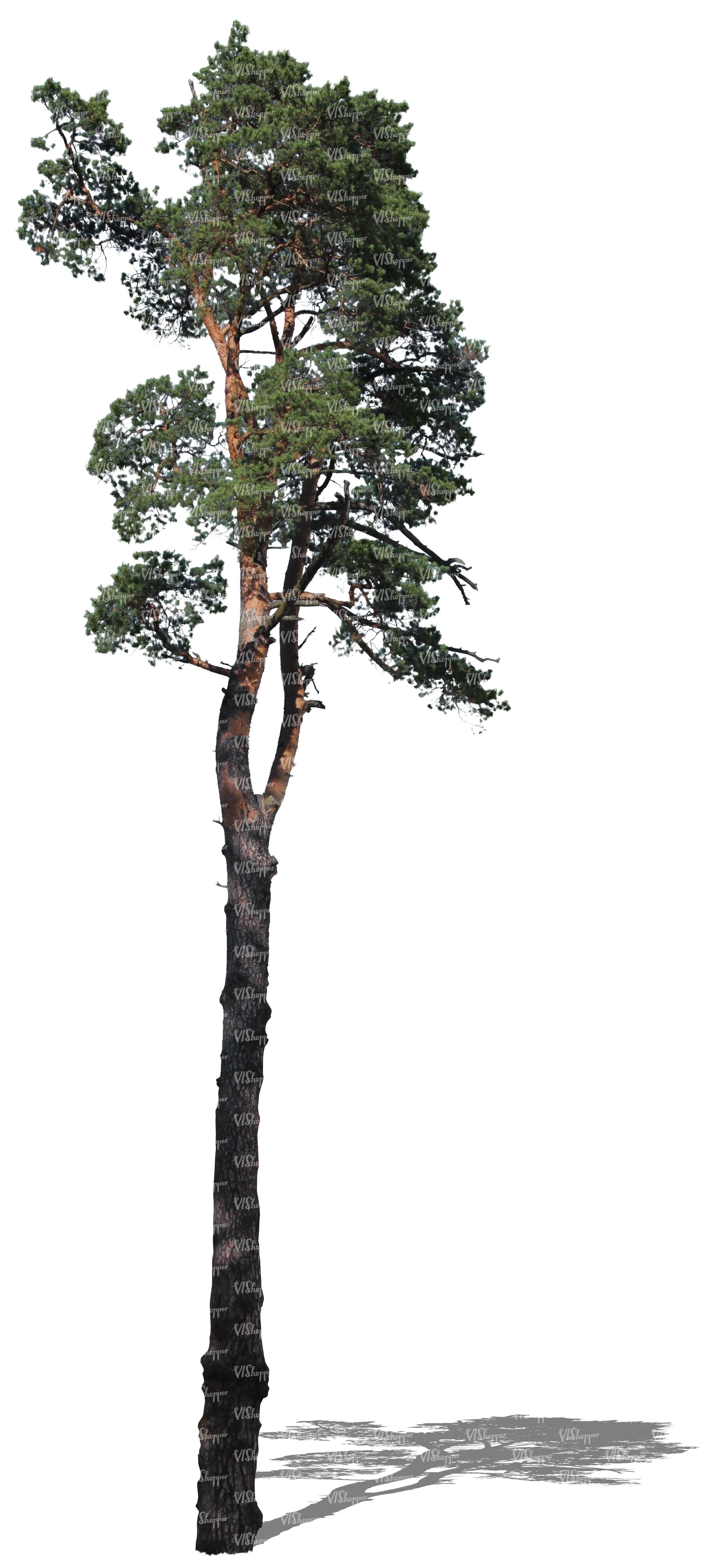 cut out tall pine tree - cut out trees and plants - VIShopper