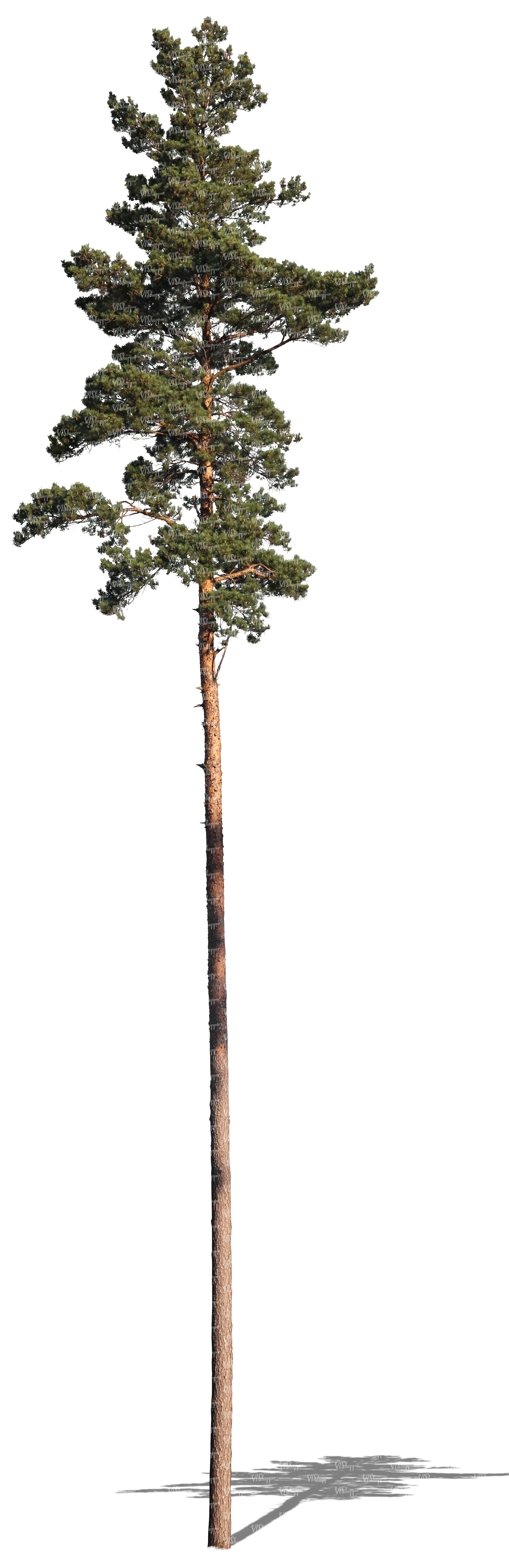 Types Of Tall Trees
