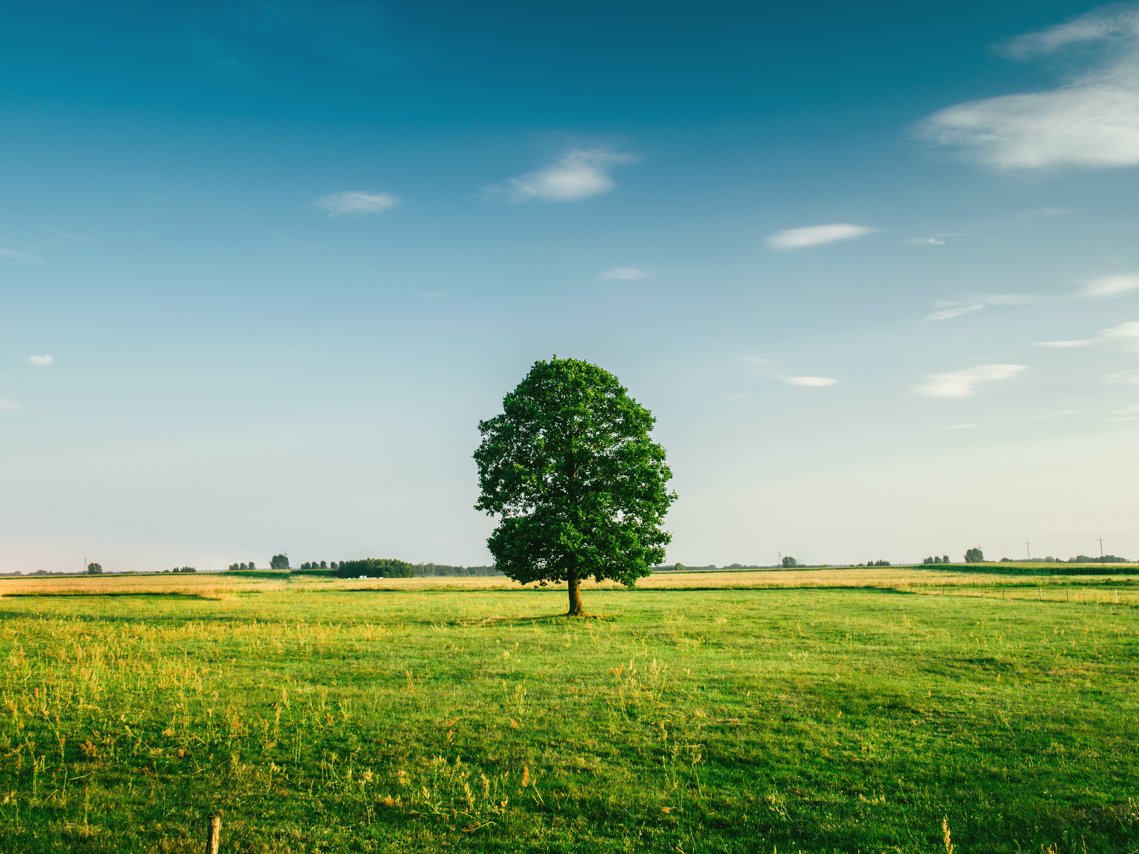 Tall tree on the middle of green grass field during daytime photo
