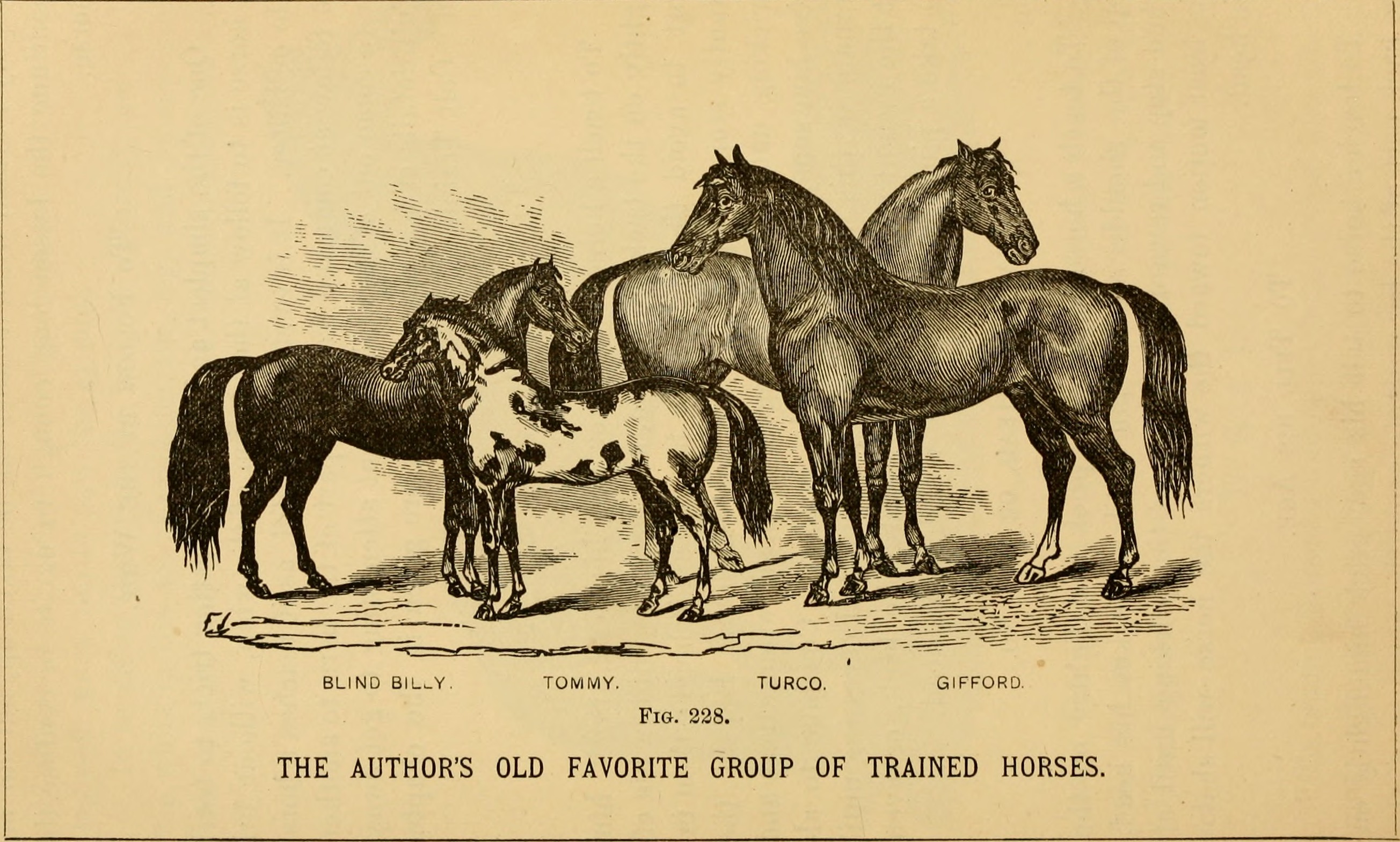 File:The art of taming and educating the horse - with details of ...