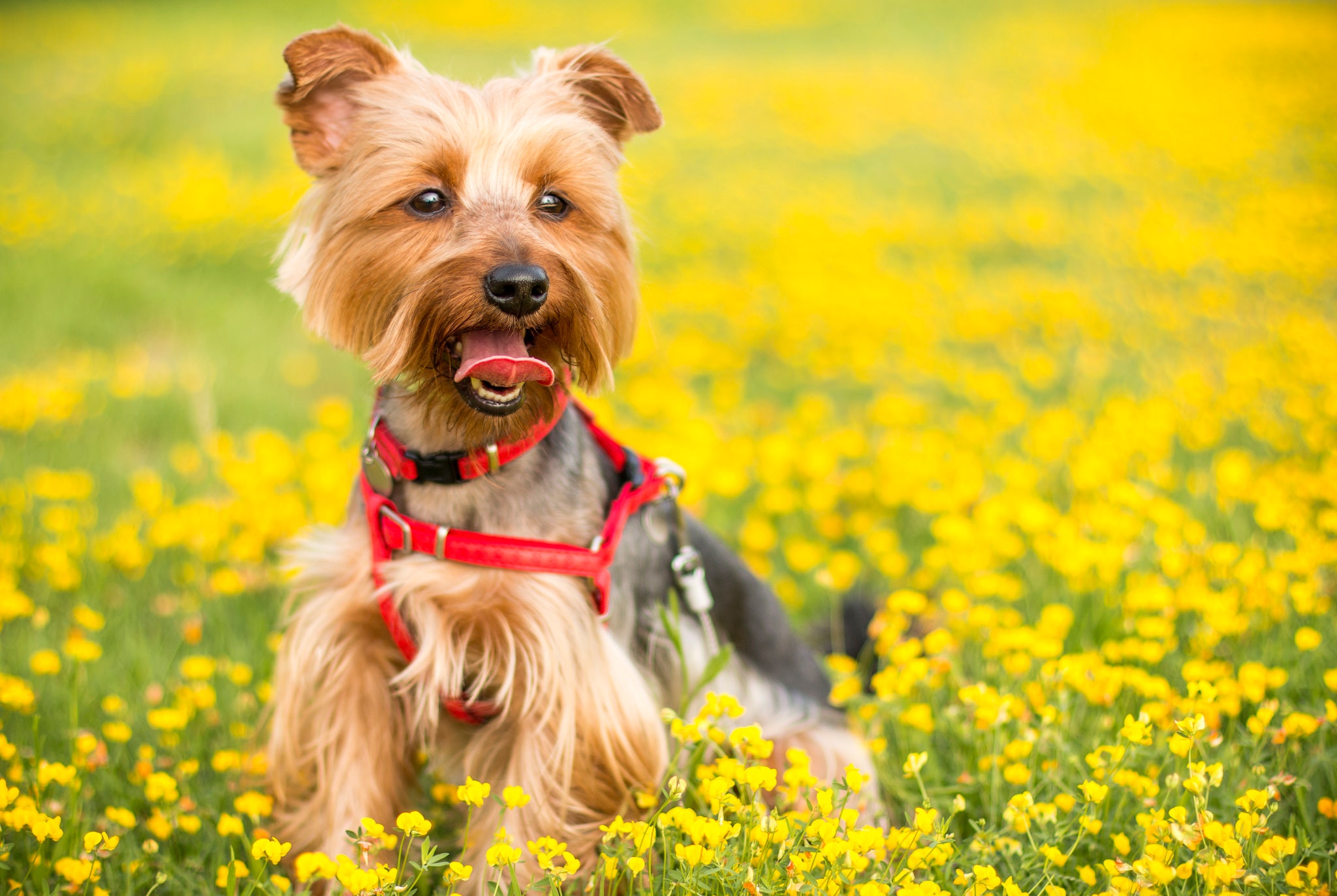 Tan and black yorkshire terrier photo