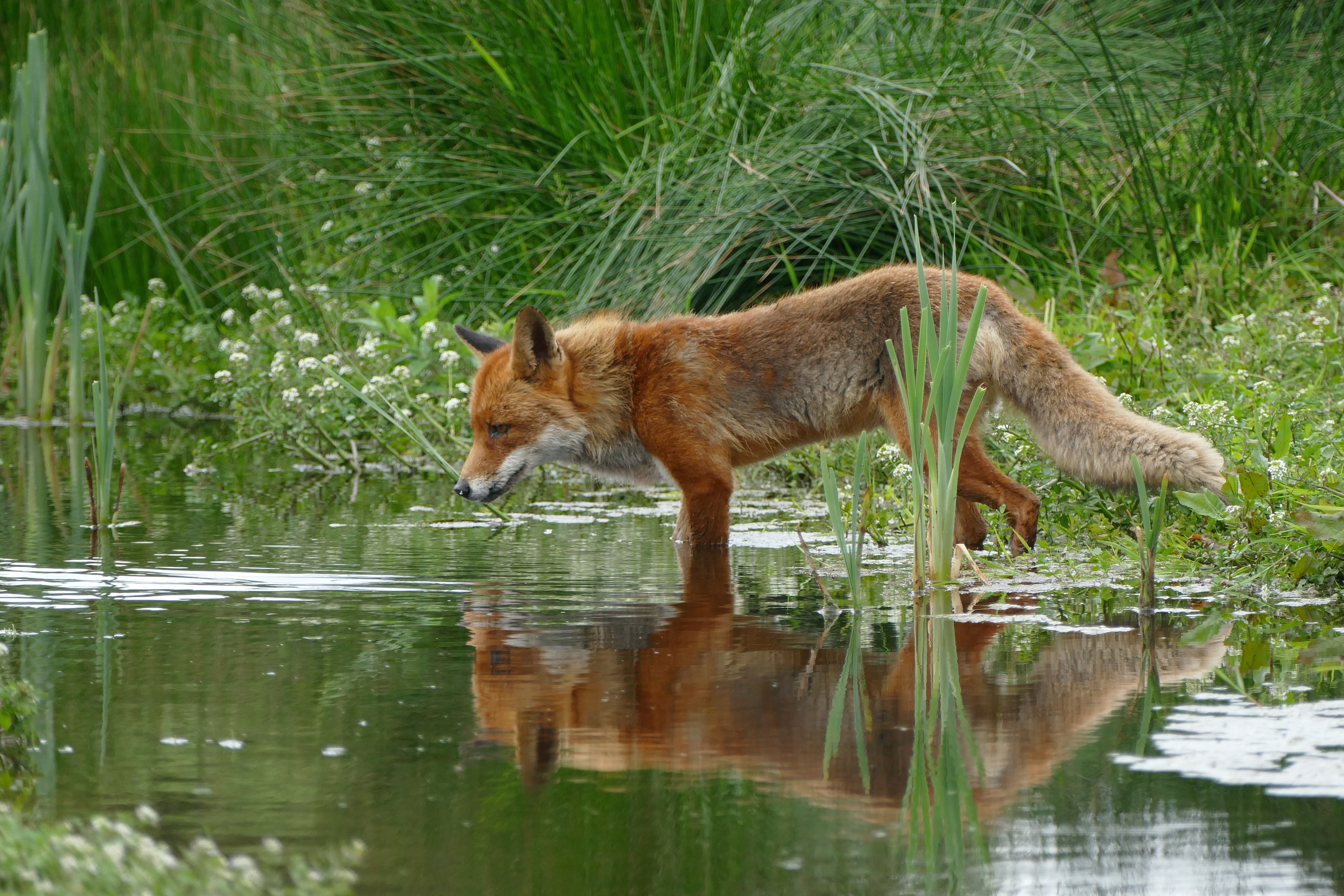 Tan and orange fox standing in water near the grass photo