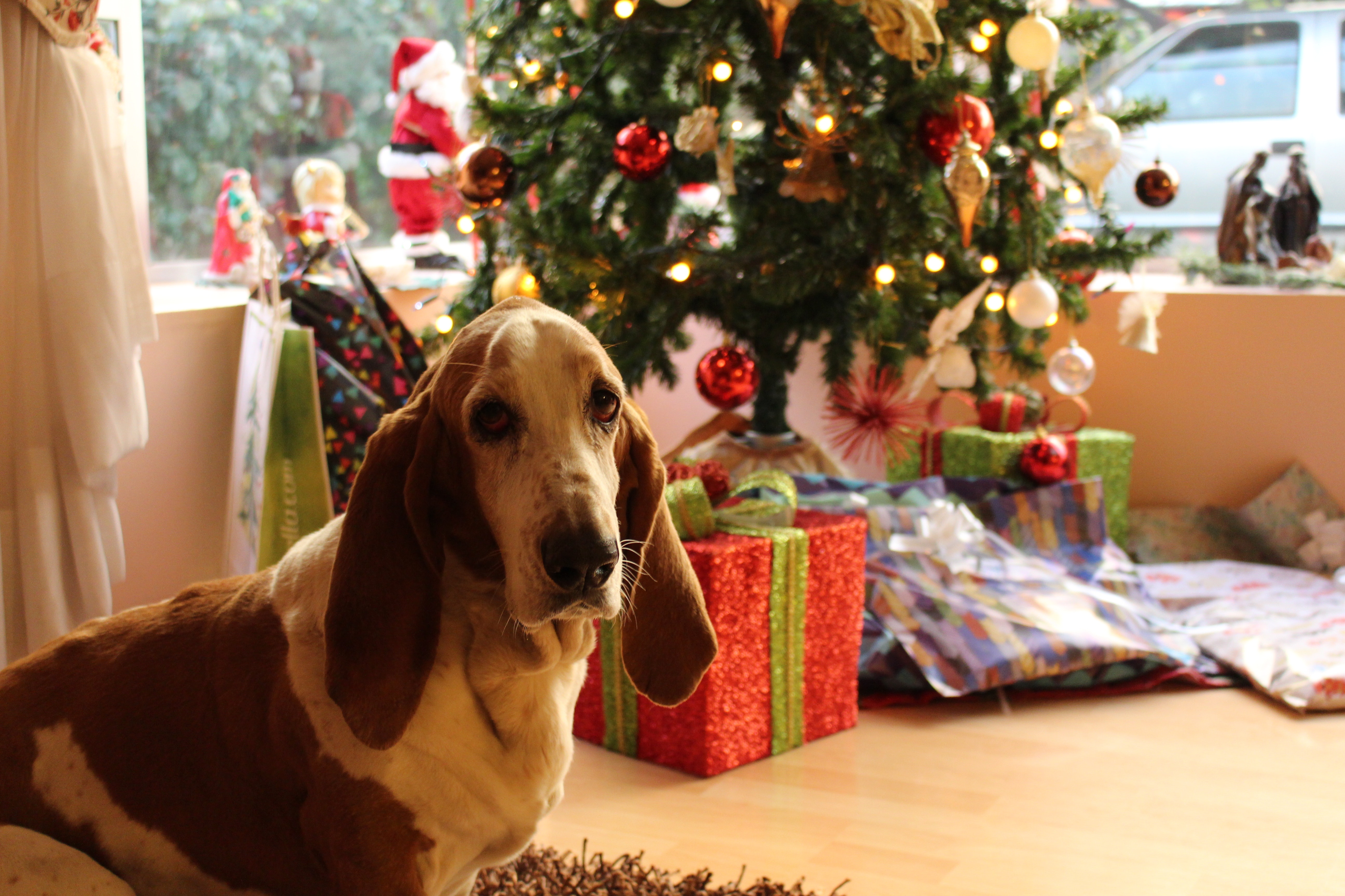 Tan and white basset hound near the christmas tree photo