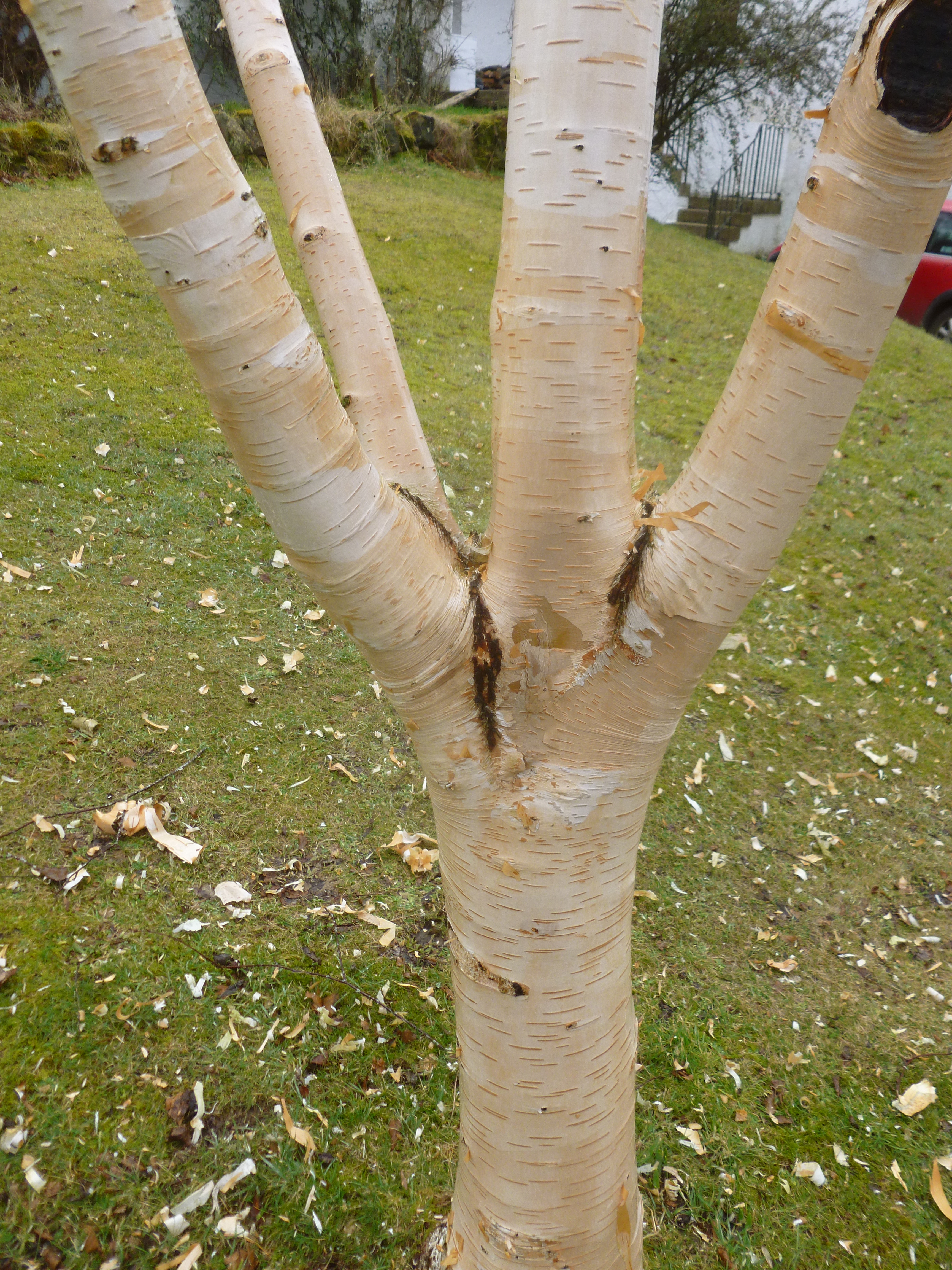 Spring cleaning the birch tree | Gardening At The Edge