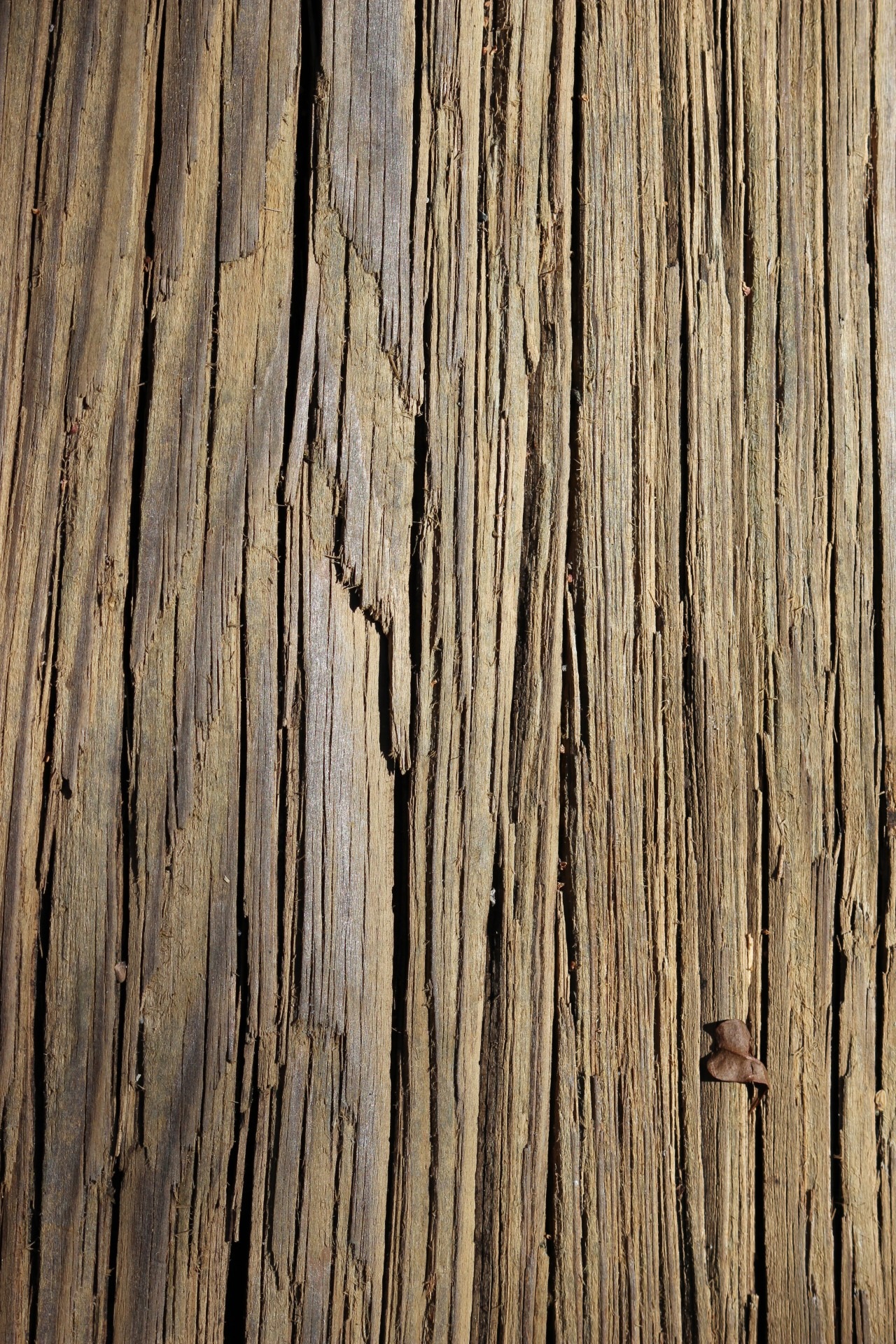 Free Images : tree, nature, branch, texture, plank, leaf, floor ...