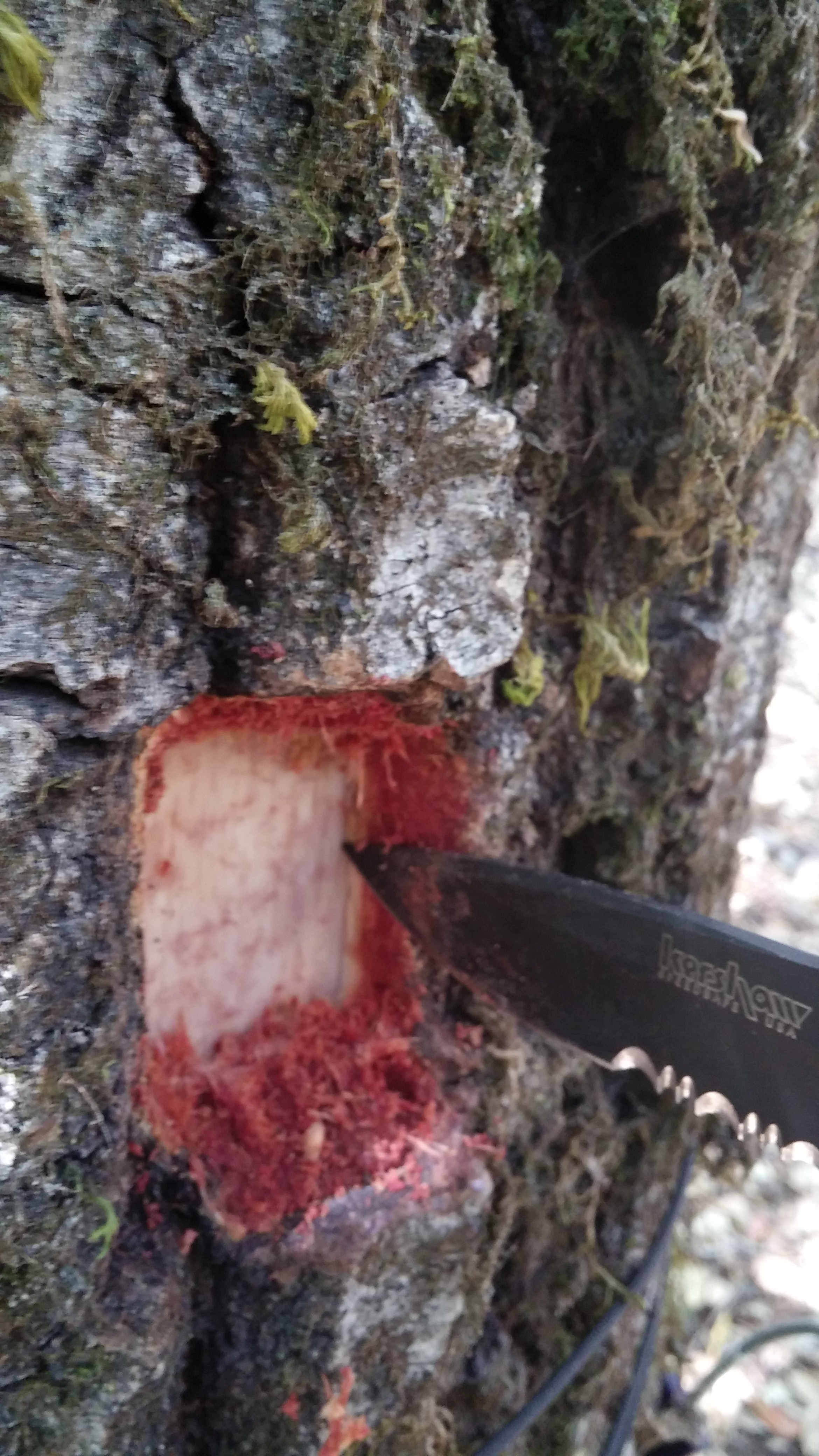 Listening to the forest breathe: monitoring tree trunk sap flow and ...