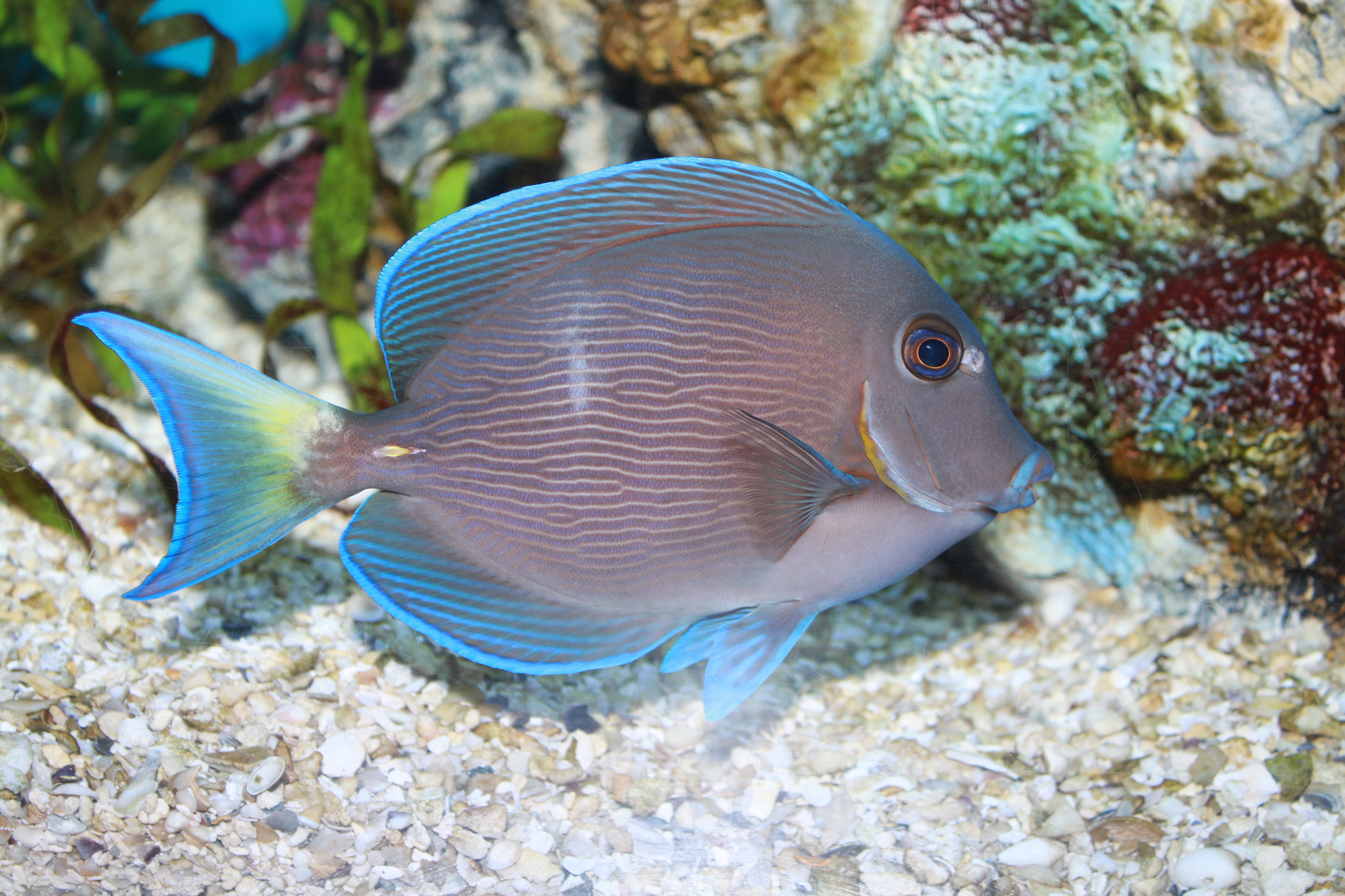 File:Blue tang surgeonfish - Acanthurus coeruleus.jpg - Wikimedia ...