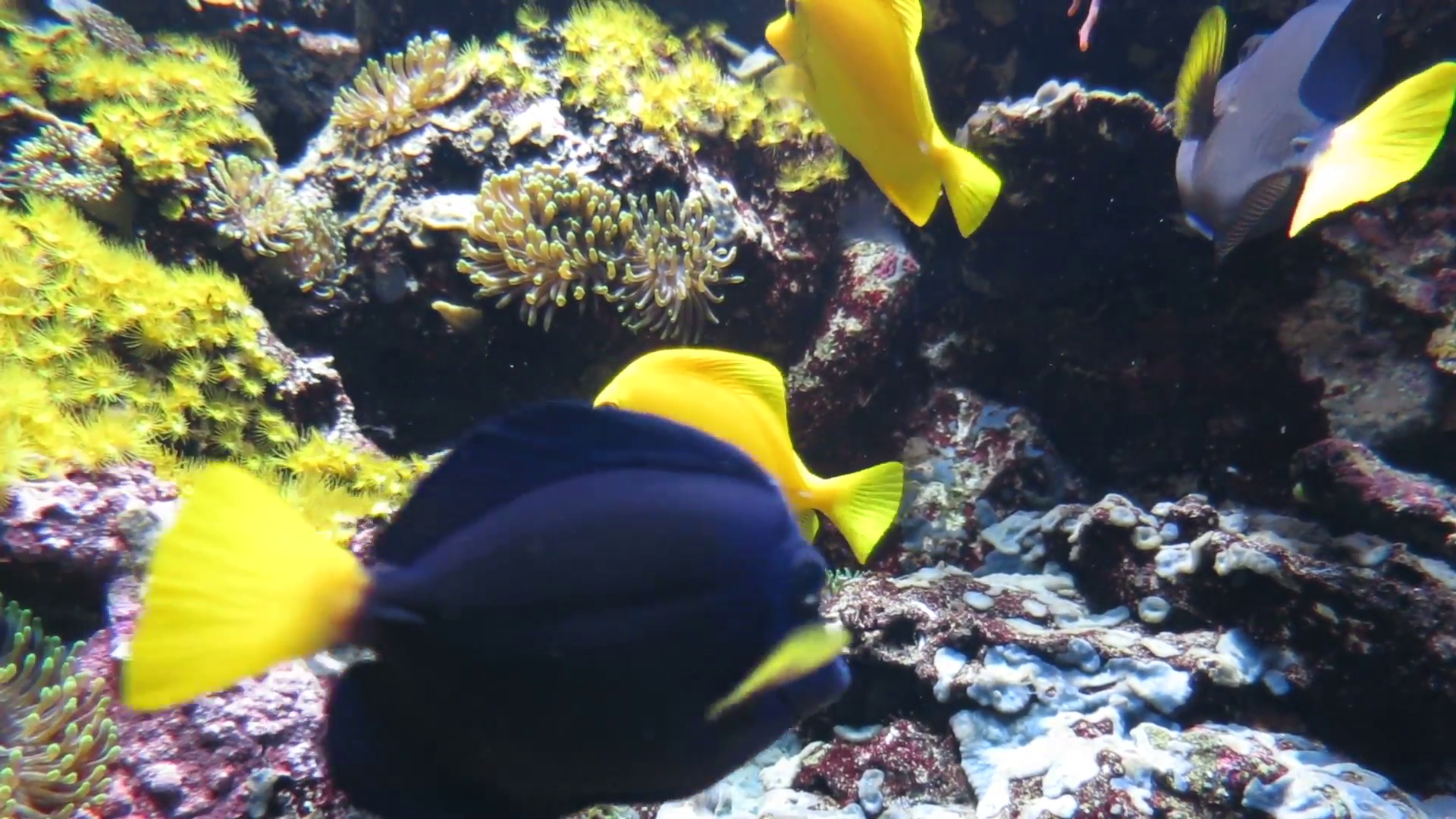 saltwater fish named Zebrasoma flavescens or Yellow Tang fish or ...