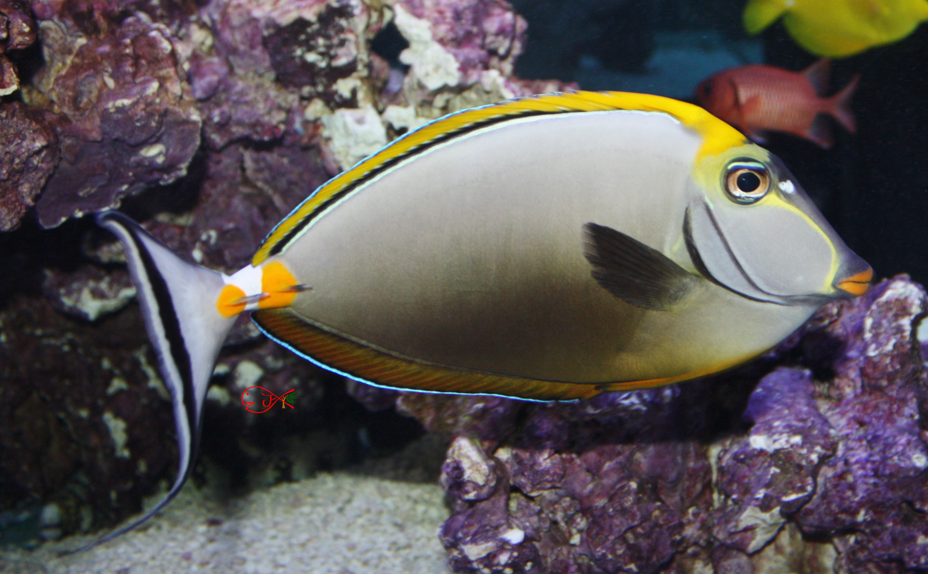 Absolutely Fish Photo Gallery - Surgeonfish & Tangs