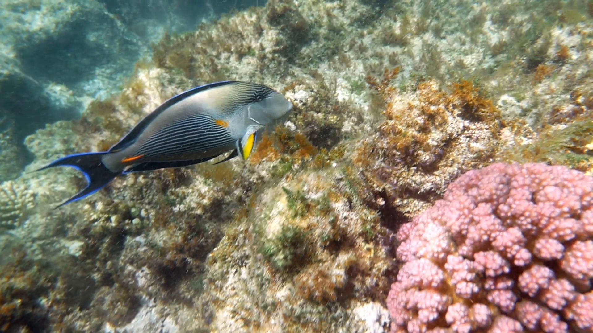 Slow motion clip of a sohal surgeonfish or sohal tang, Acanthurus ...