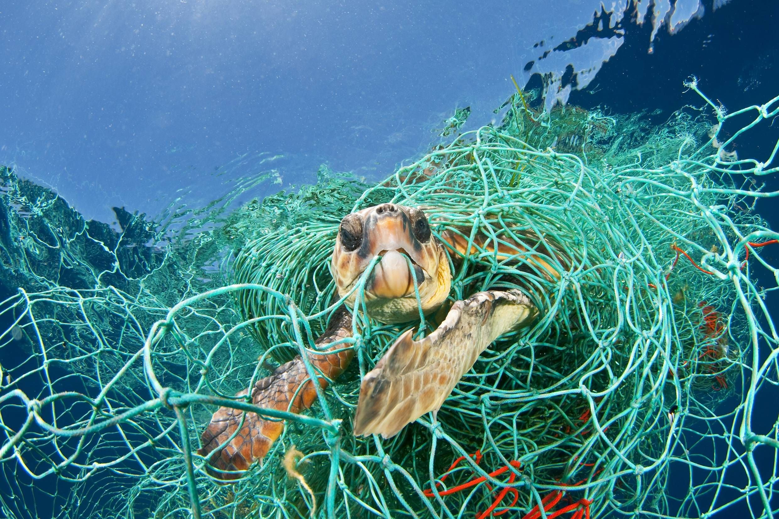 Tortuga enrededa en red de pesca | INK | Pinterest | Fish nets ...