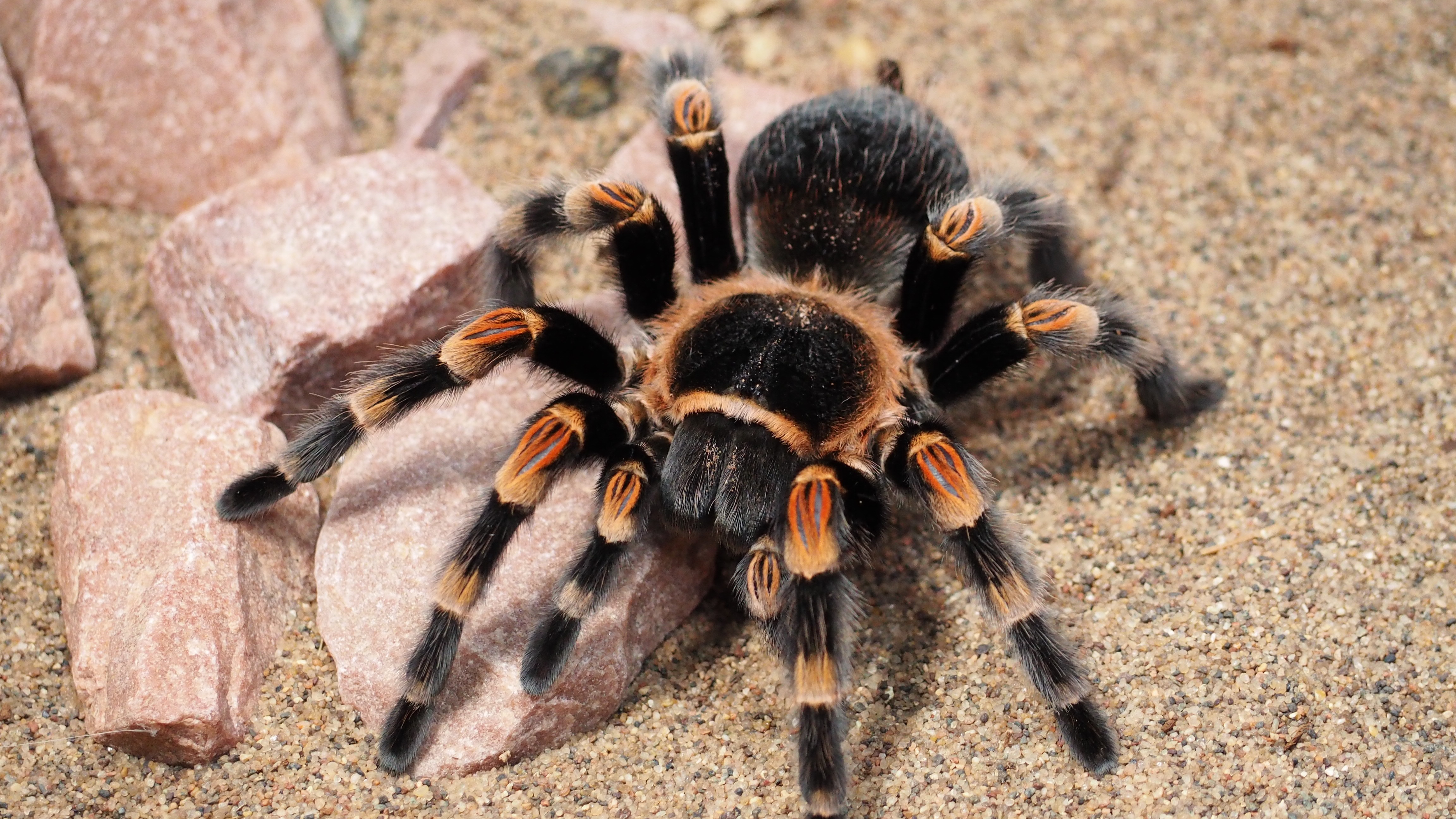 33 Tarantula HD Wallpapers | Background Images - Wallpaper Abyss