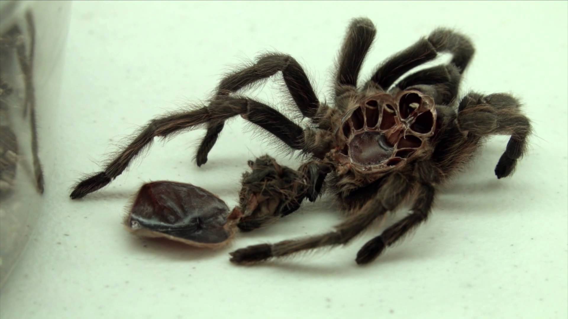 Spider Identification: Tarantulas and Wolf Spiders - YouTube