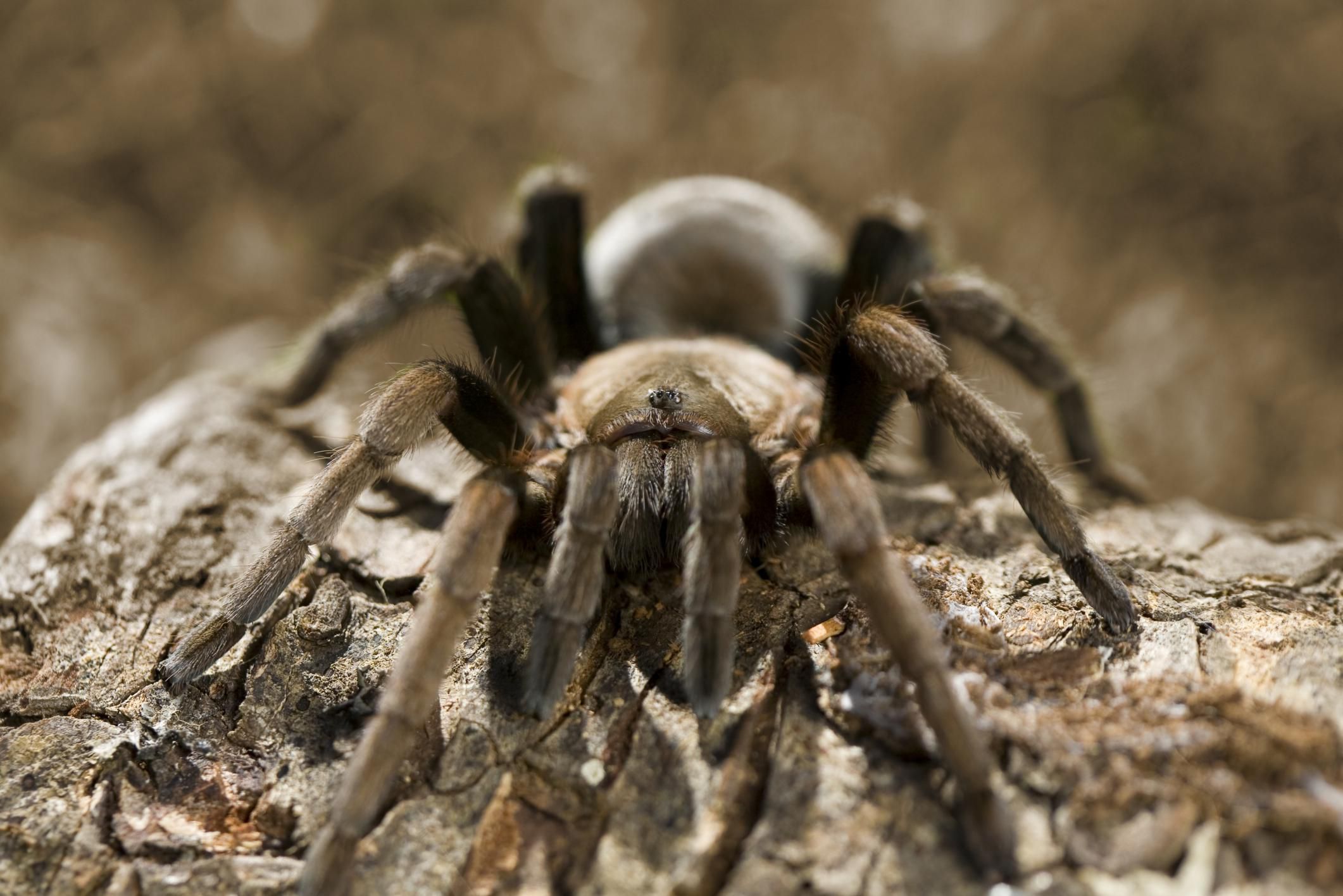 The Tarantula: A Docile, Not Deadly, Spider