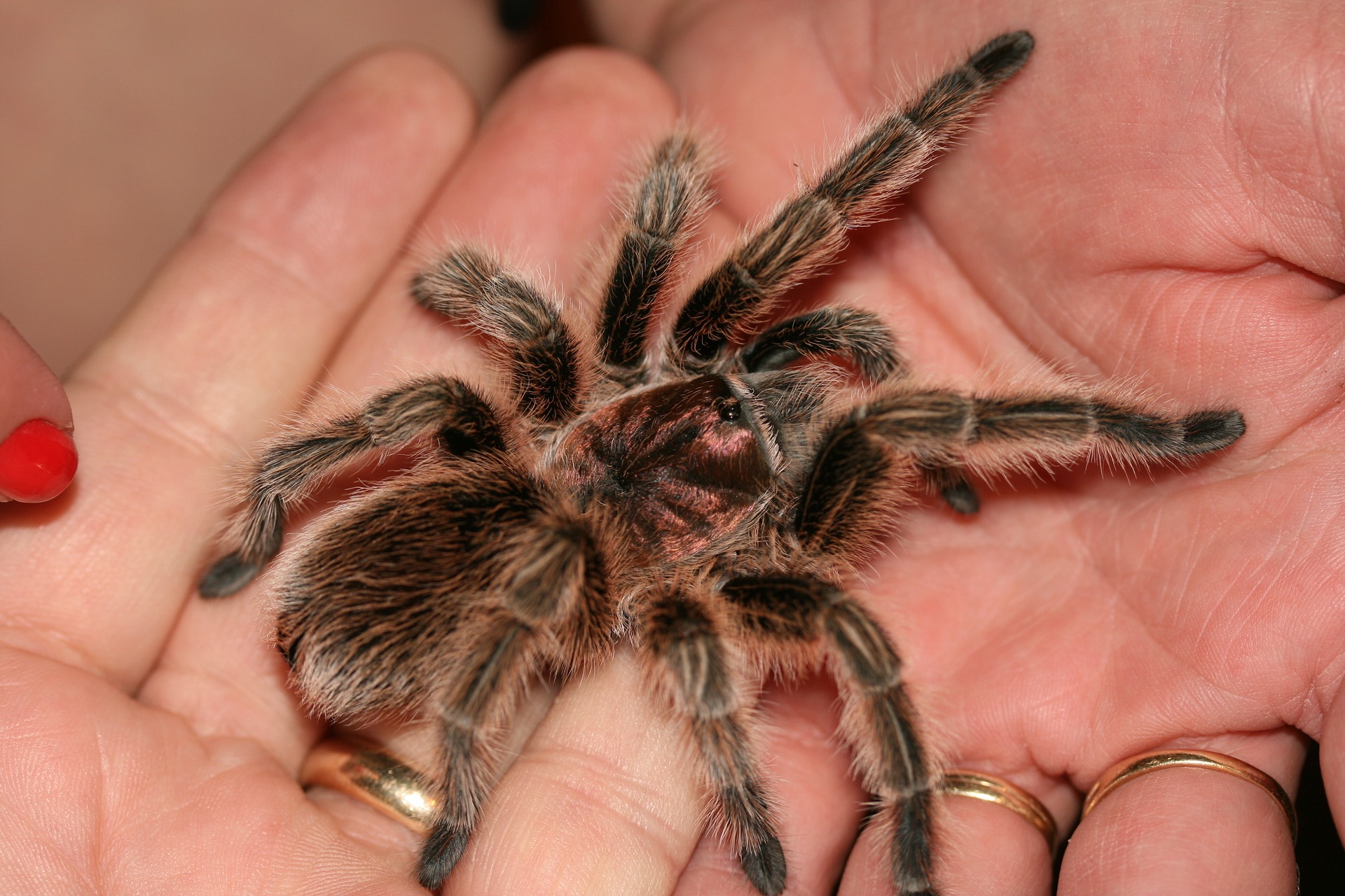 How Long Can a Tarantula Go Without Eating? | Exotic Pets Resources