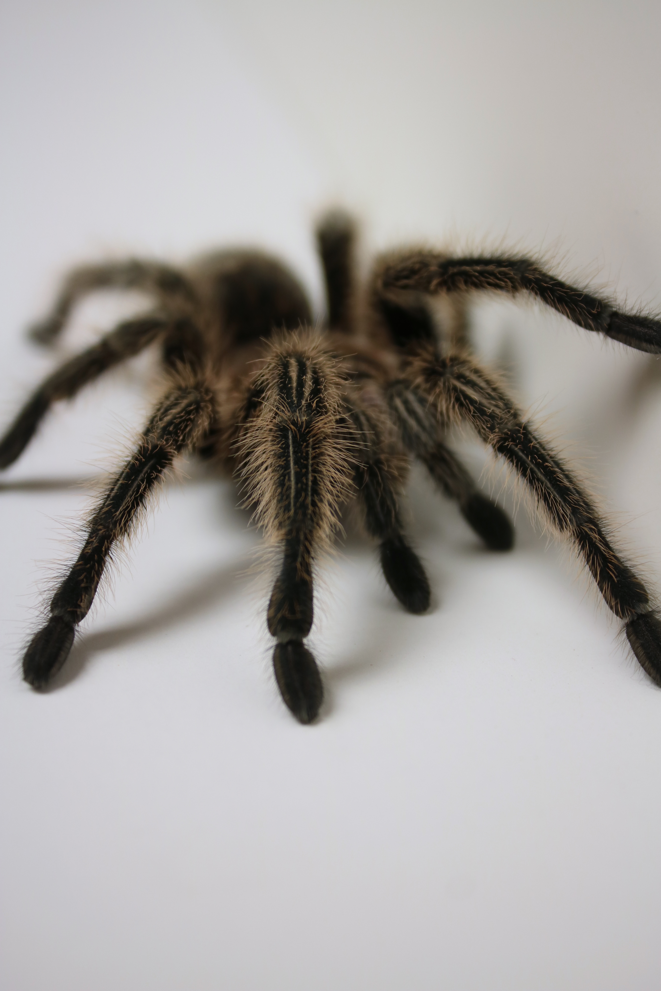 Venom and barbed hairs: Why tarantulas are actually quite cool ...