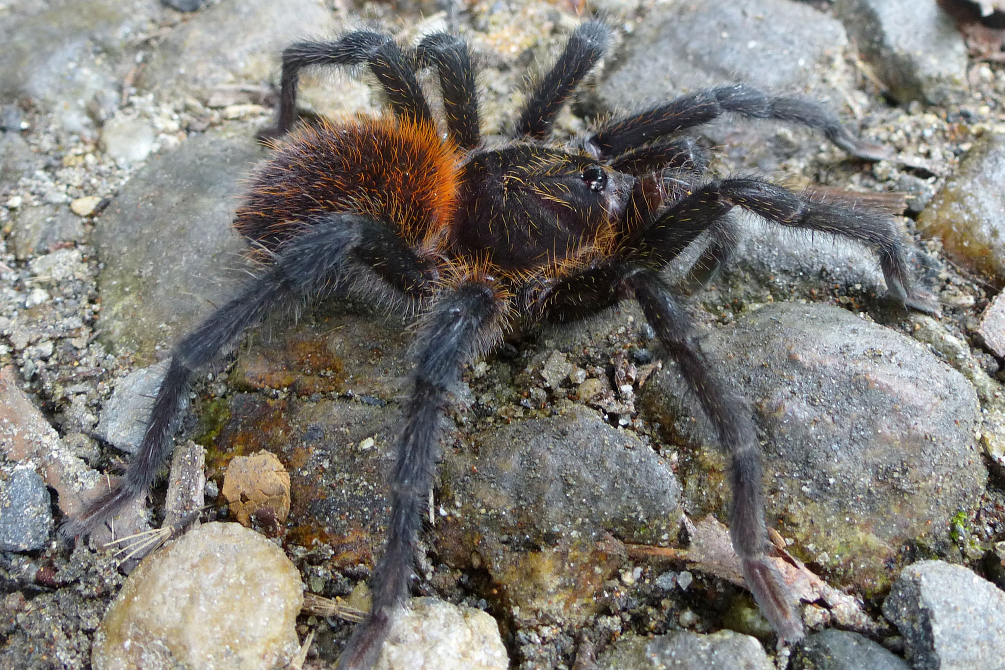 Love in the Time of Tarantulas: New Spider Shocks Scientists