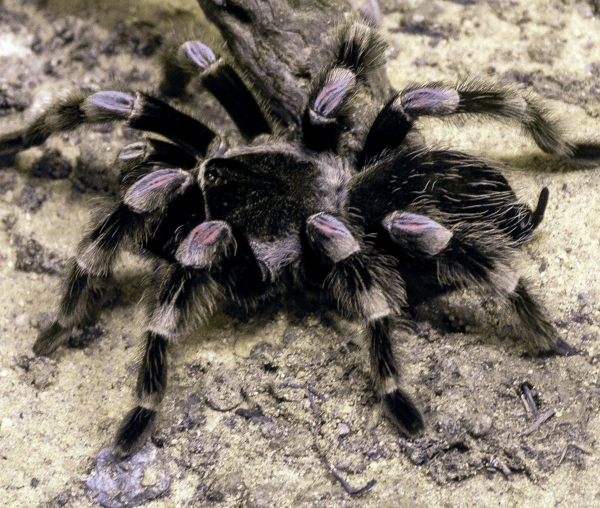 Free picture: tarantula spider, insect