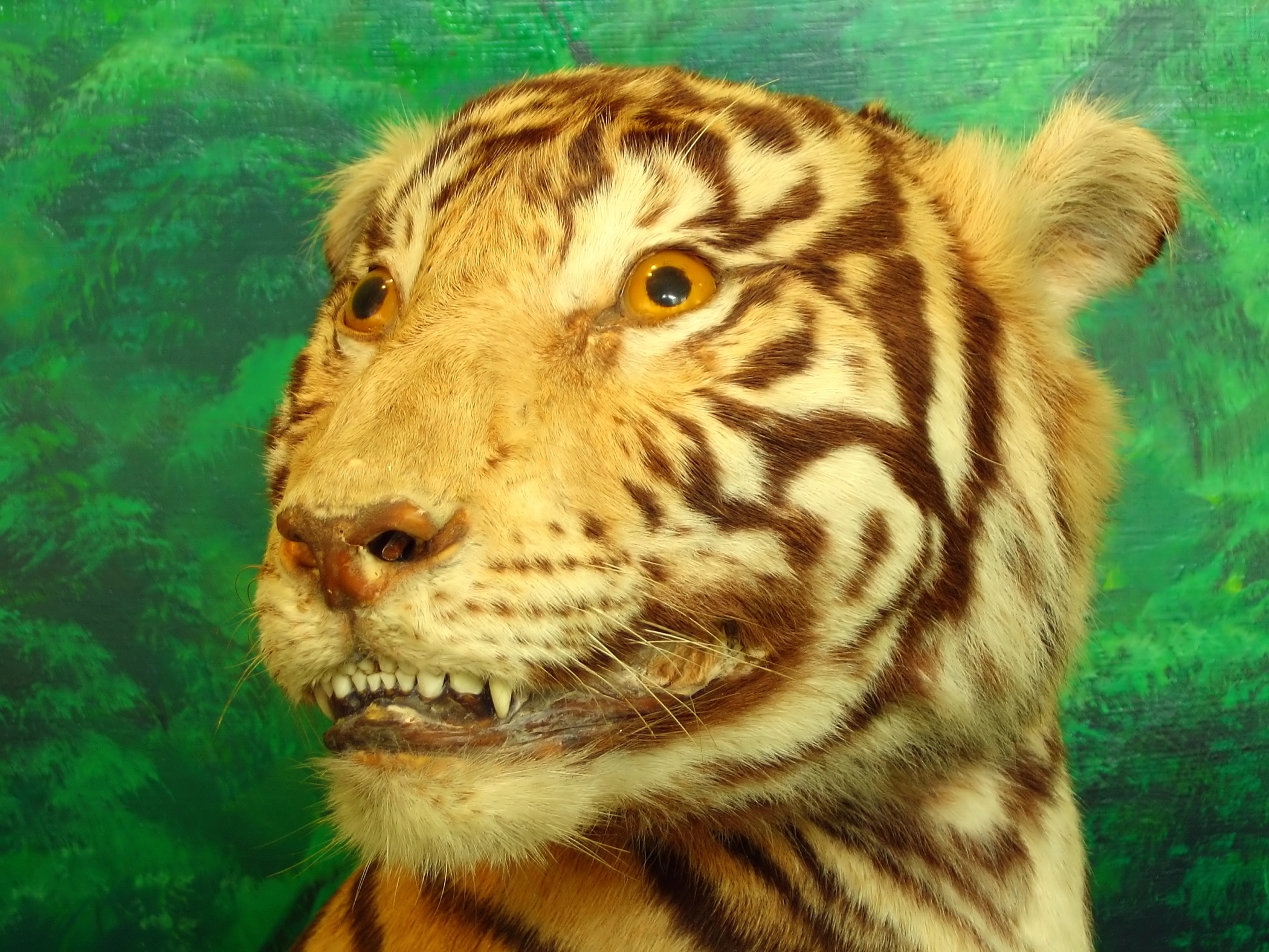 Taxidermy of a tiger photo