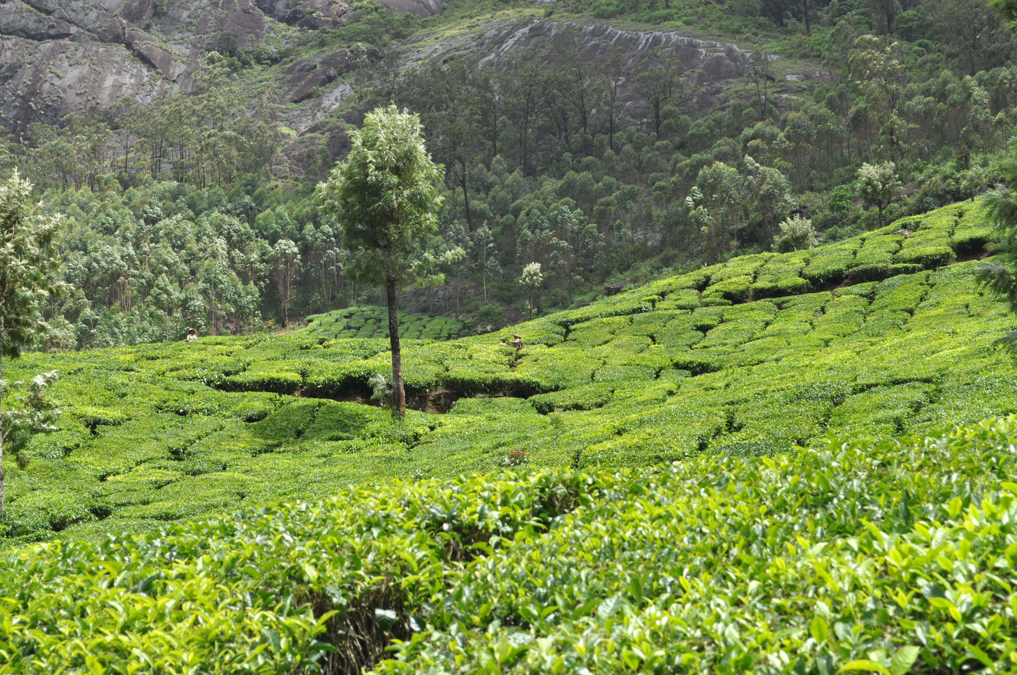 Tea plantation photo
