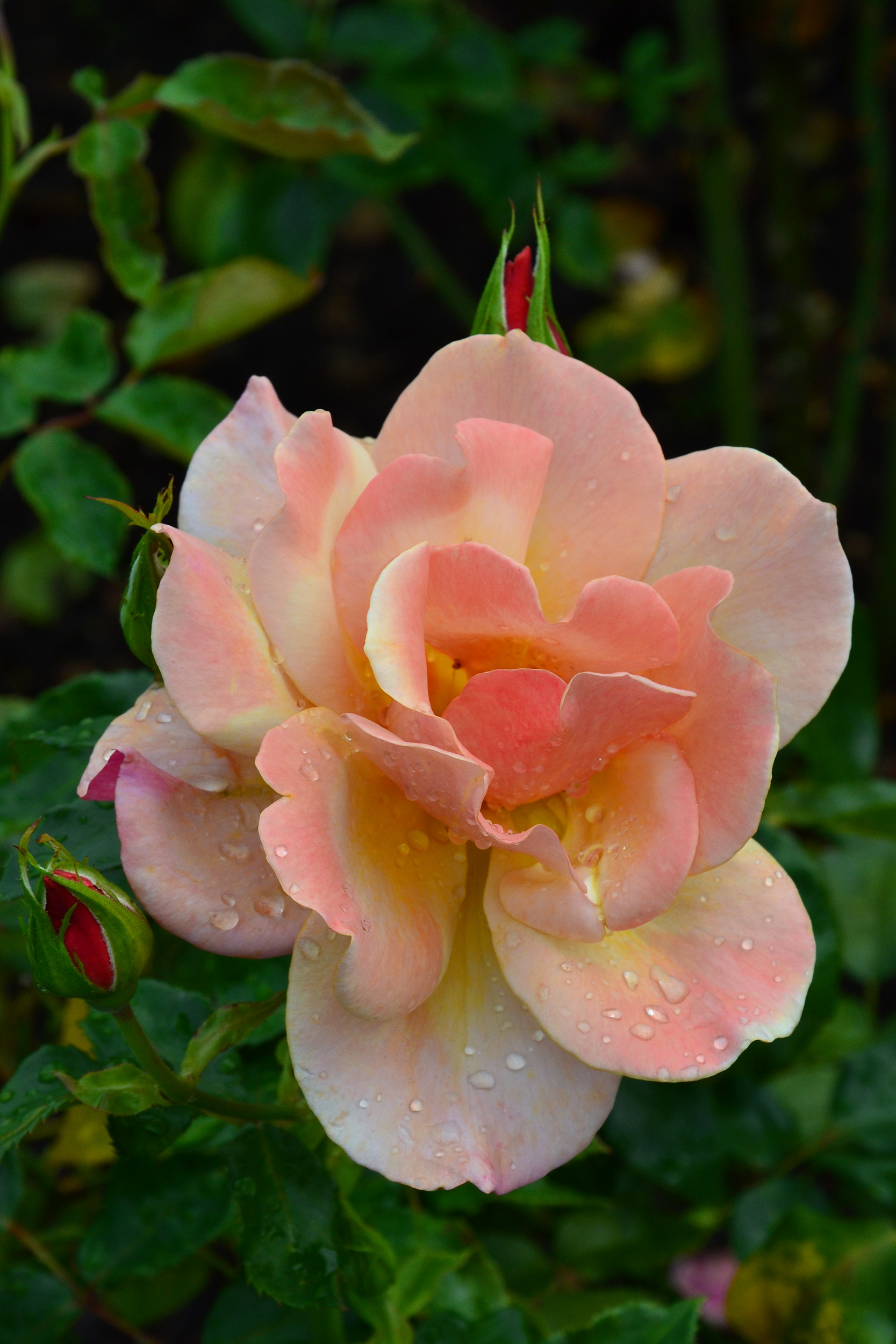 Tea rose 'Belle Epoch', Bloom, Horticulture, Unusual, Tea, HQ Photo