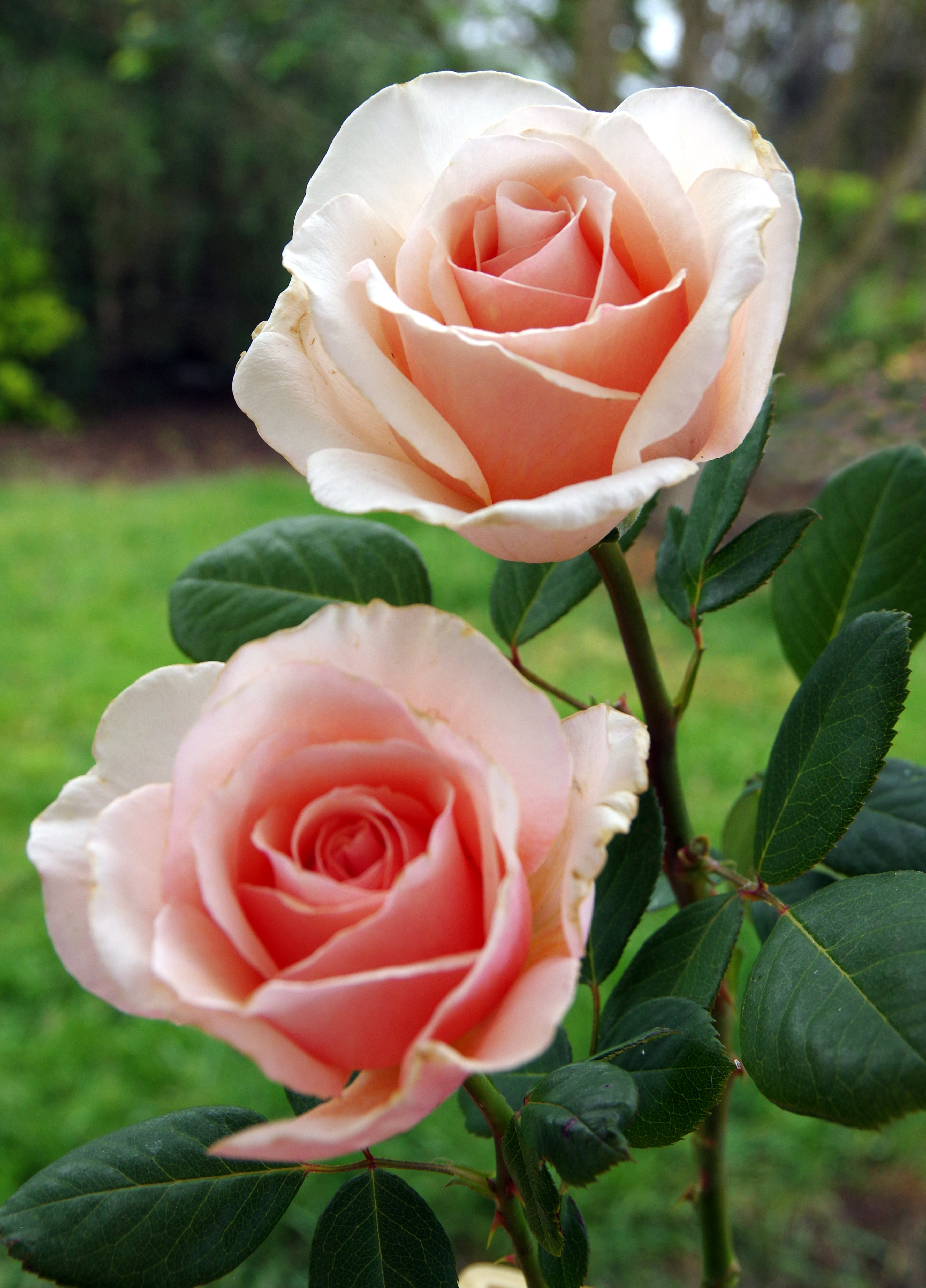 Long stemmed rose (Hybrid Tea) Shirley's Rose 175mm Pot | Dawsons ...