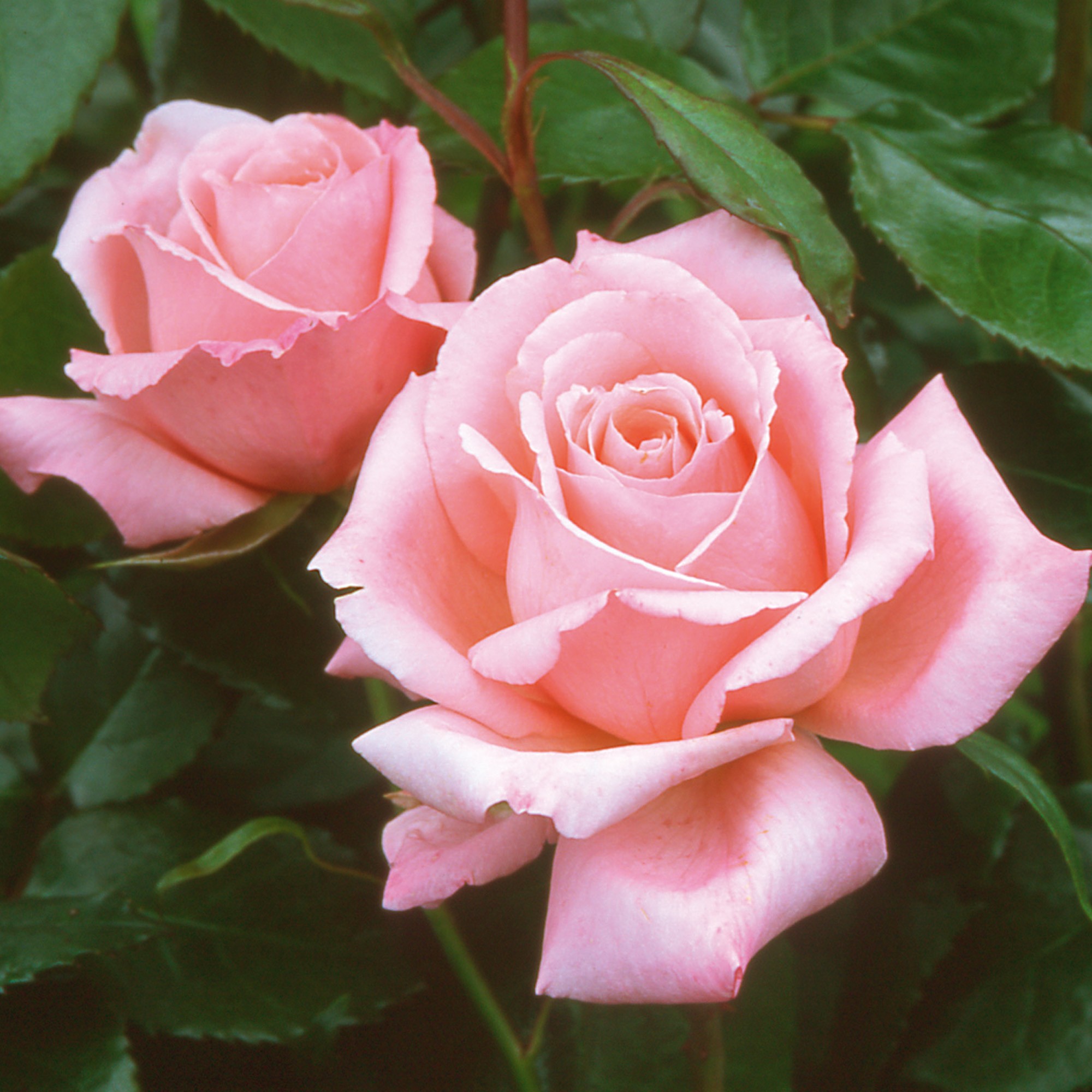 Hybrid Tea Roses - David Austin Roses