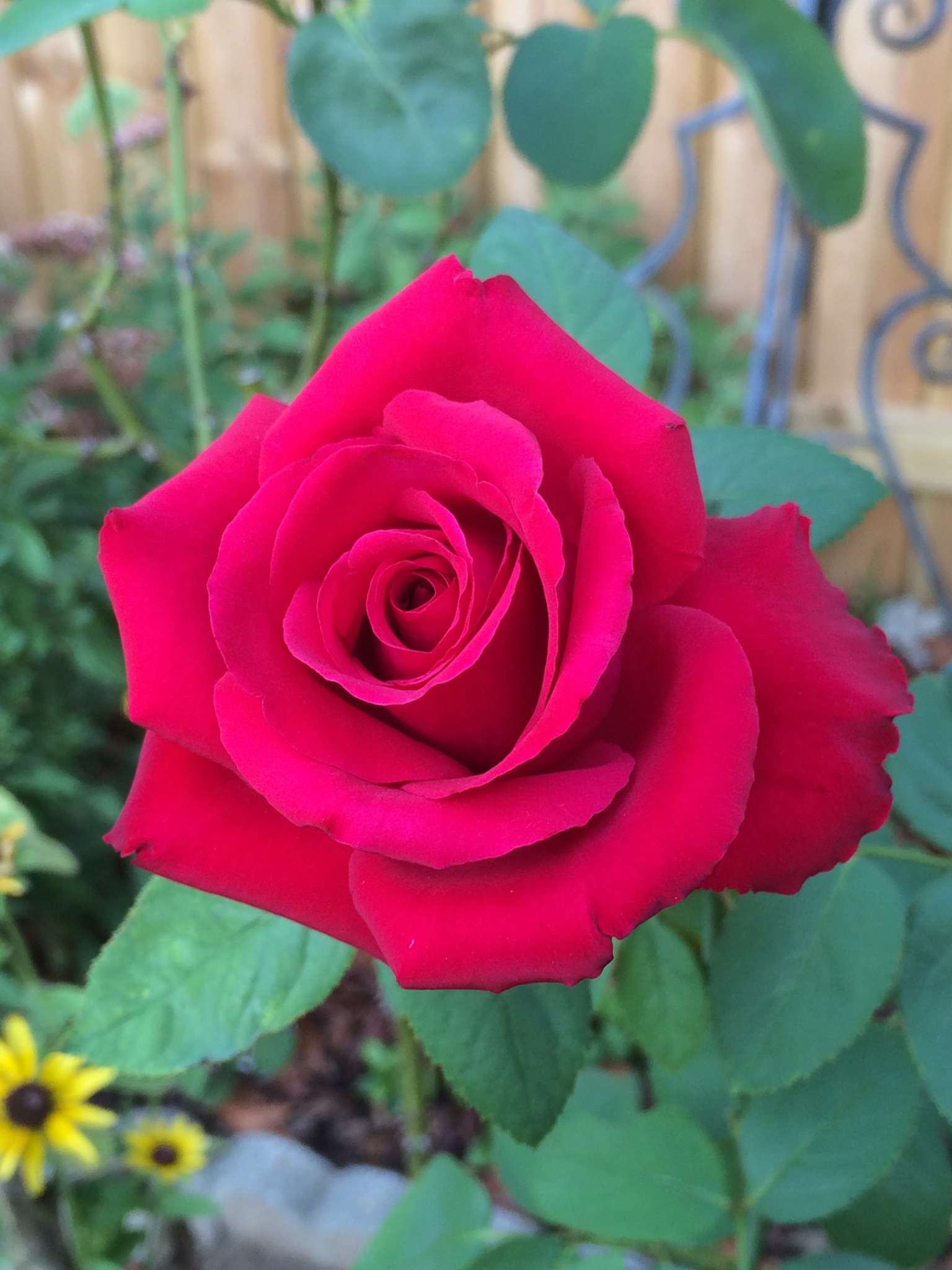 Free photo Tea Rose Blooming, Flower, Fragrance Free