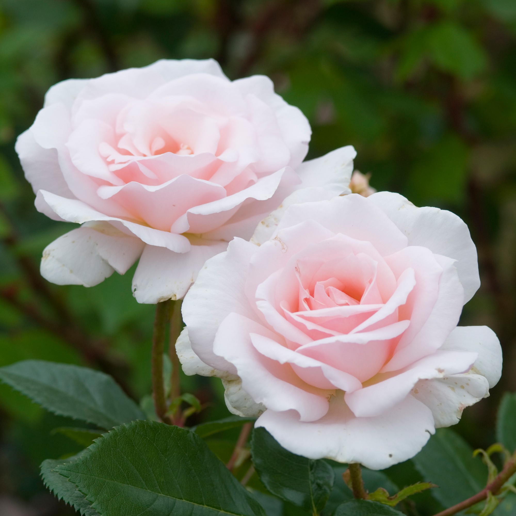 Hybrid Tea Roses - David Austin Roses