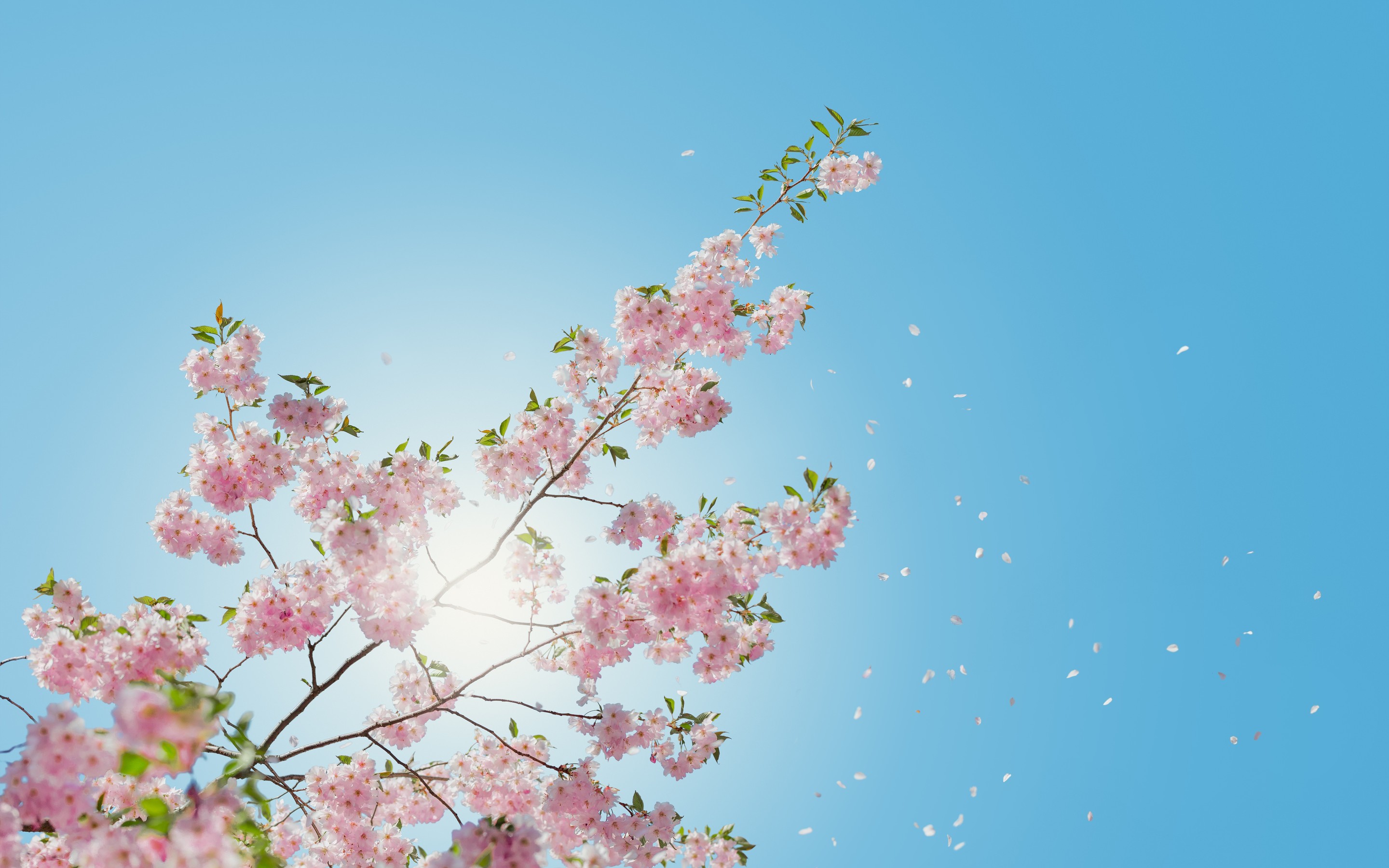 2880x1800 Blossom Flowers Macbook Pro Retina HD 4k Wallpapers ...