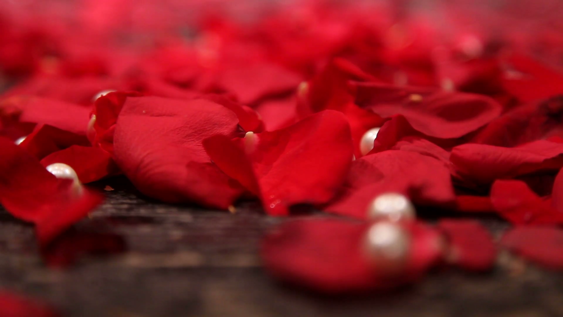 tears are falling on red rose petals and a few pearls Stock Video ...