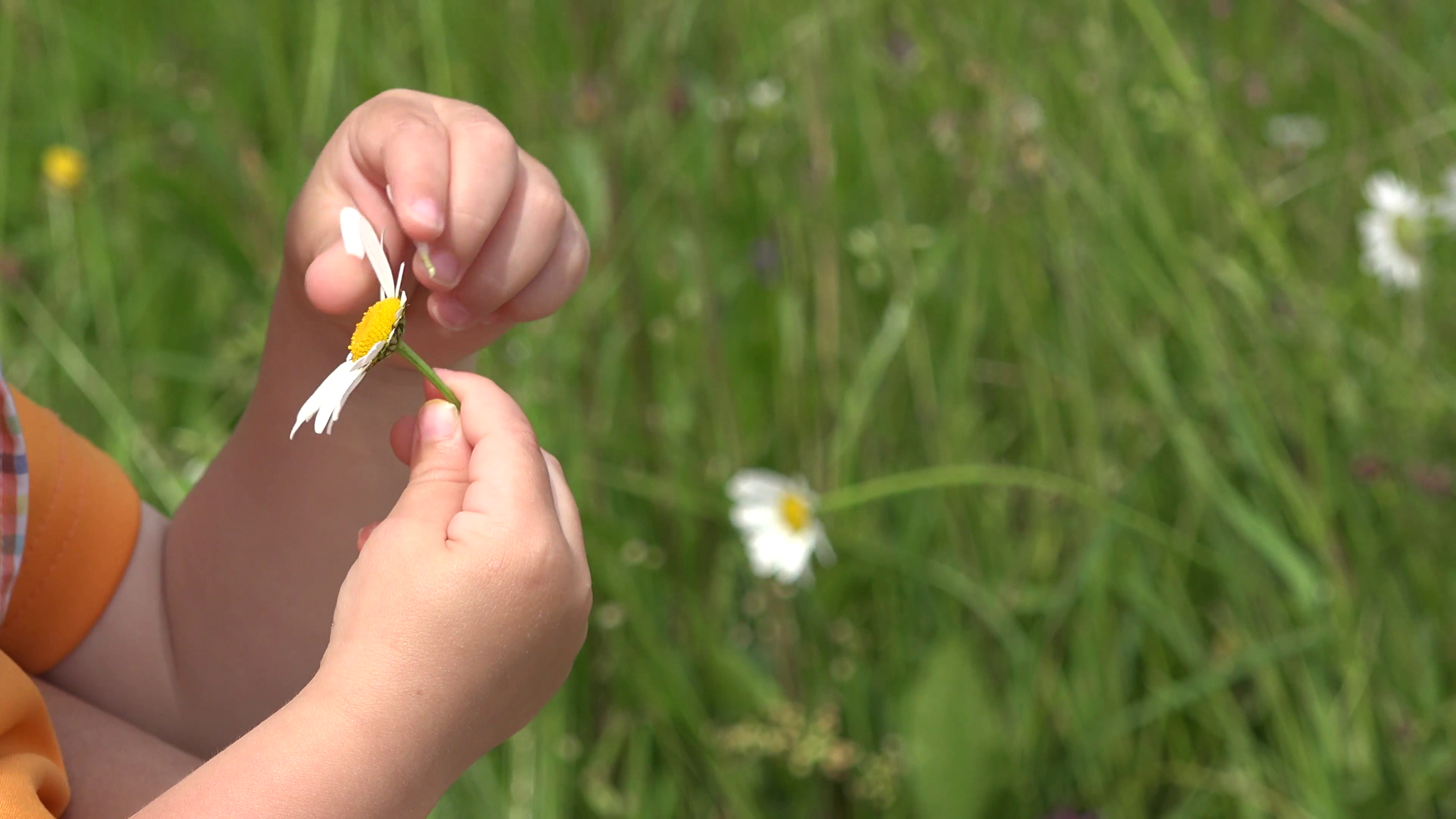 Child hands tears off petals of chamomile. Guessing on daisy 4K ...