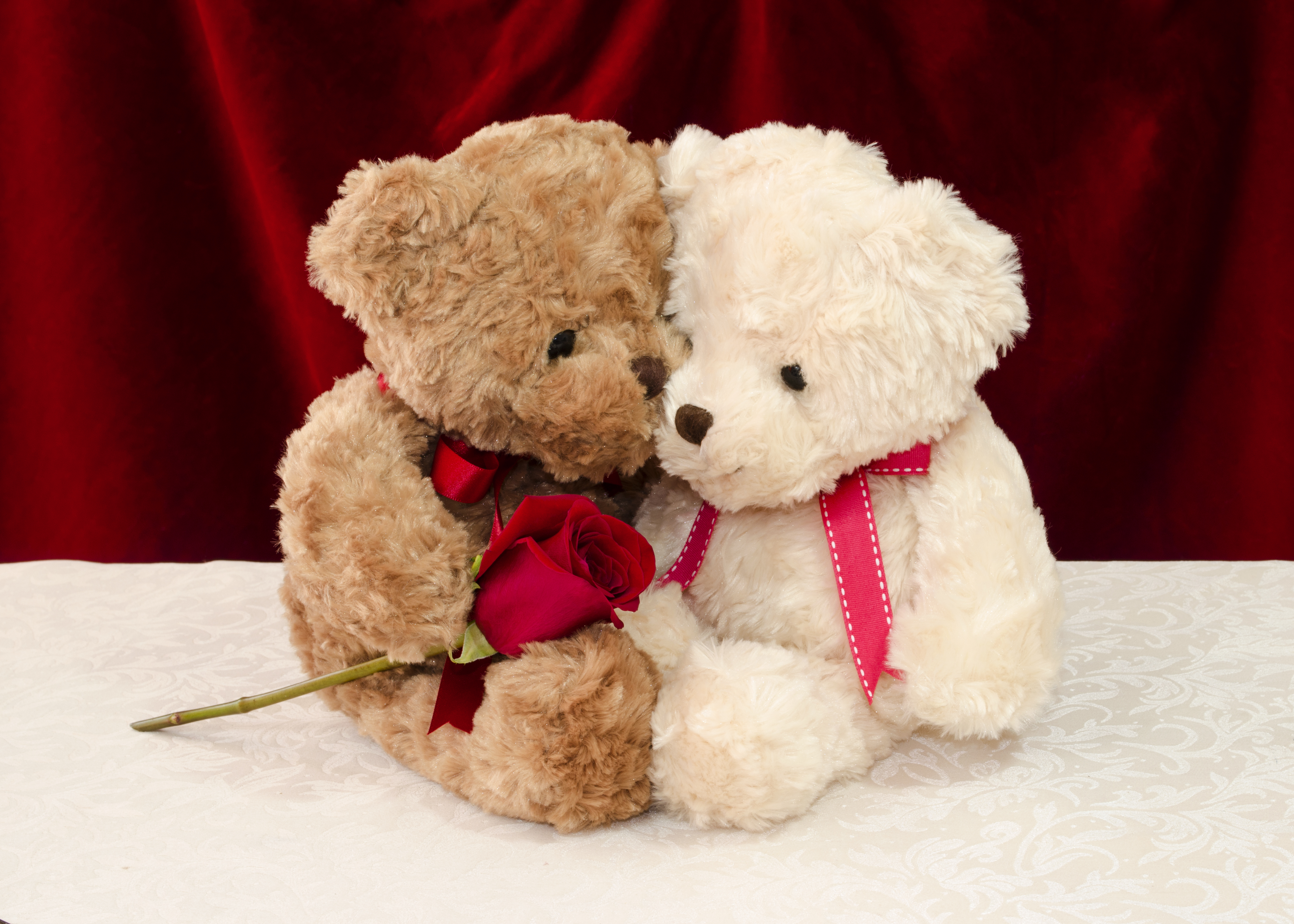 Teddy bear gives a red rose to a special one photo