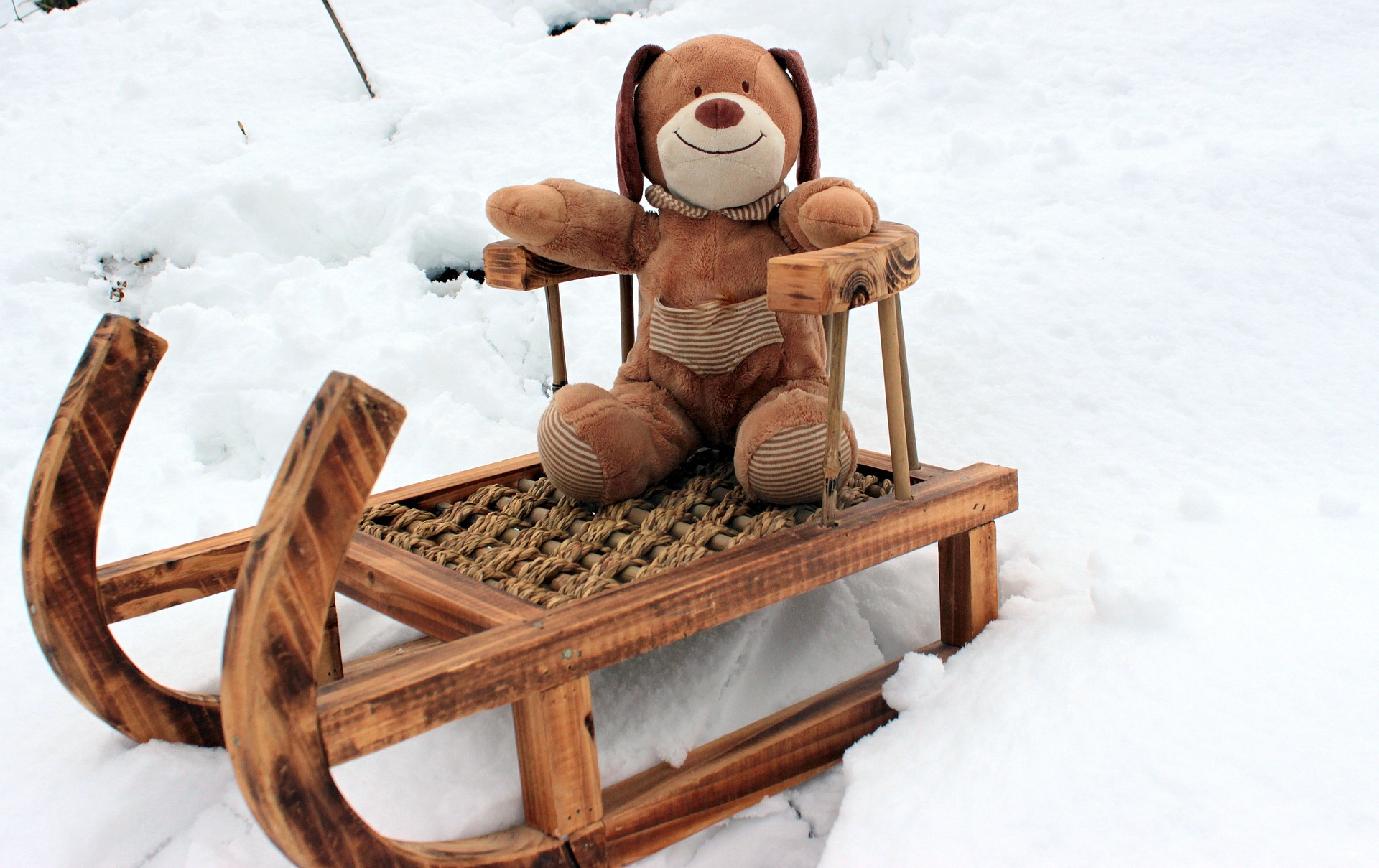 Teddy bear on snow sled photo