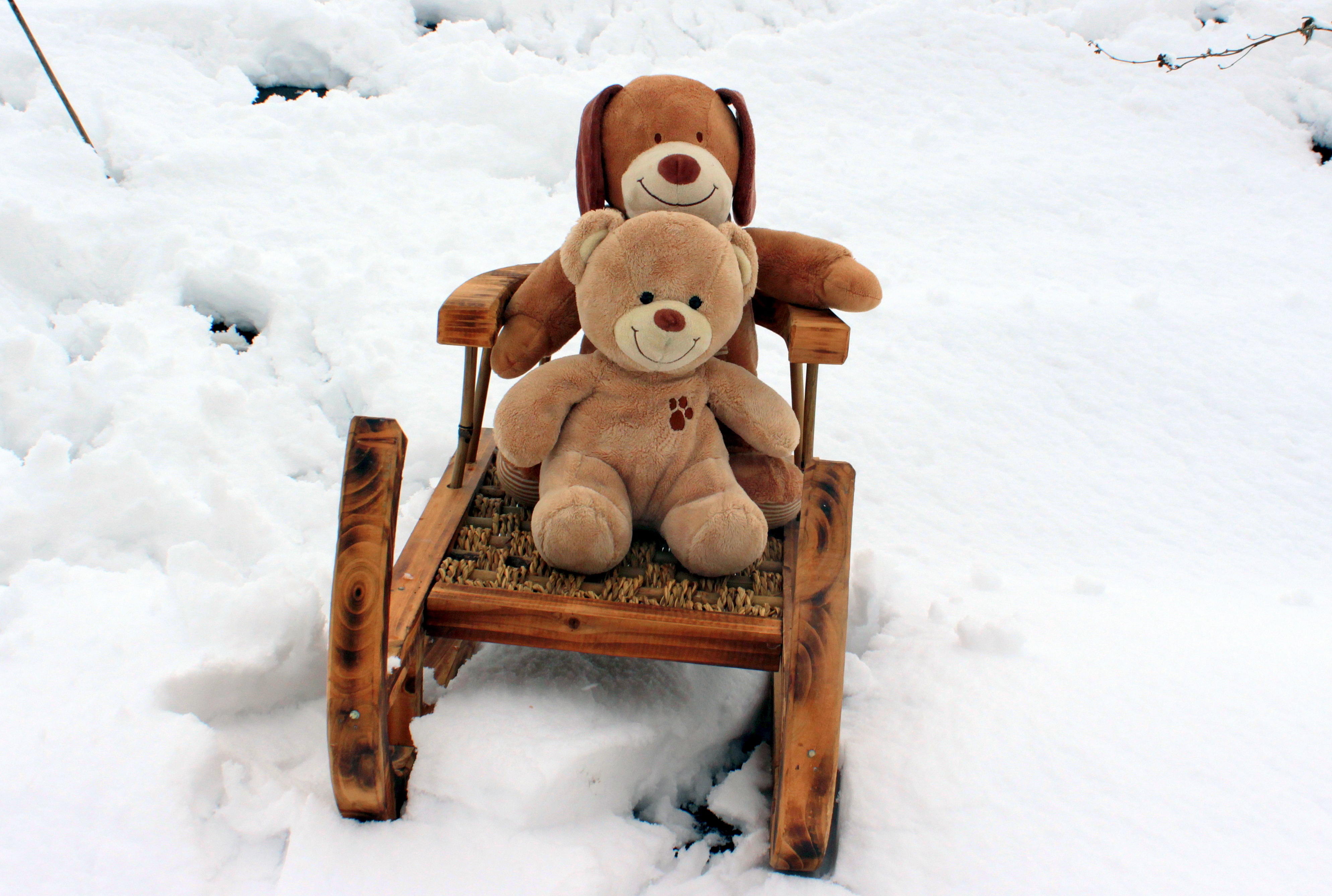Teddy bears on sled photo