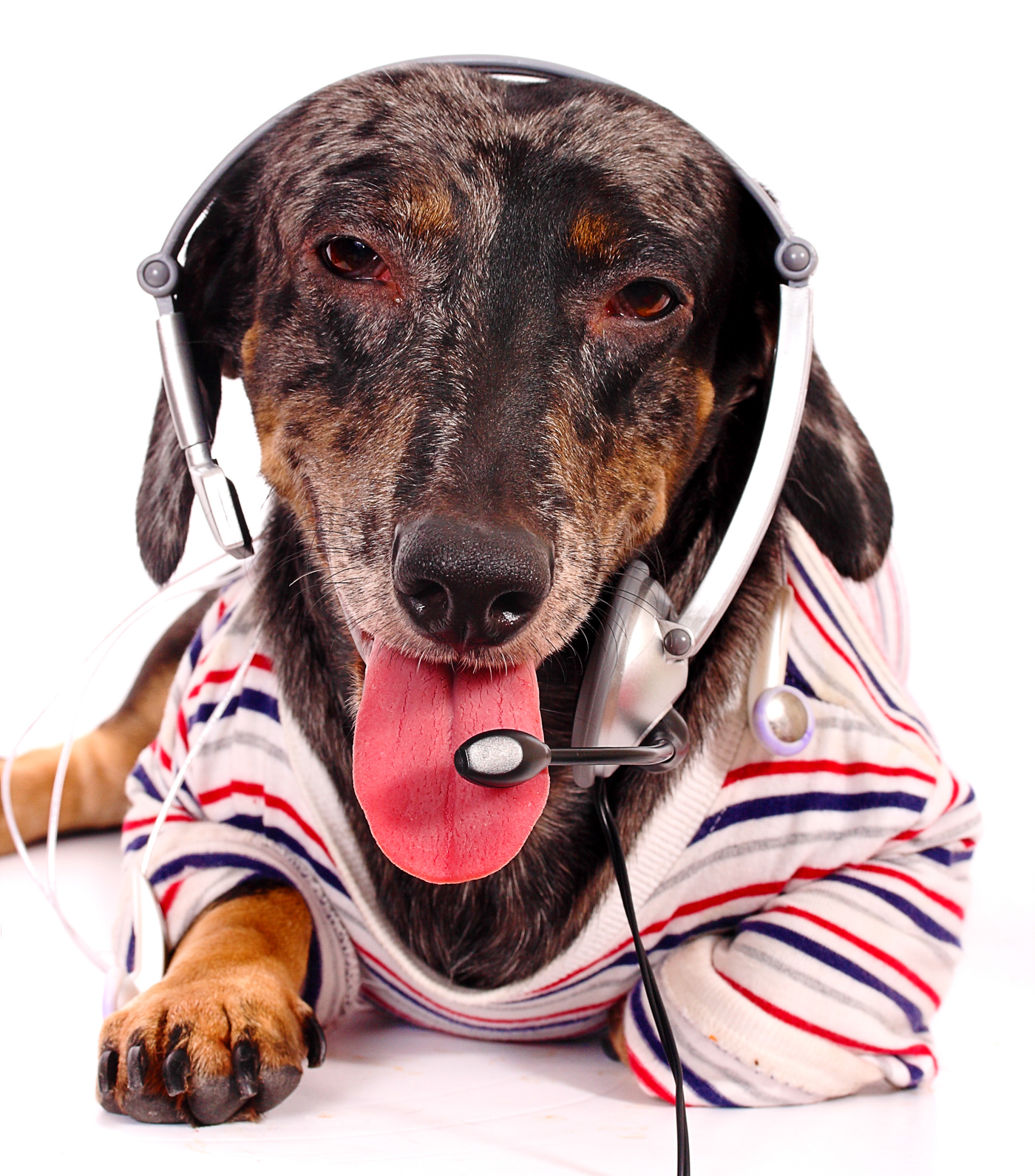 Telemarketing dog giving customer service photo