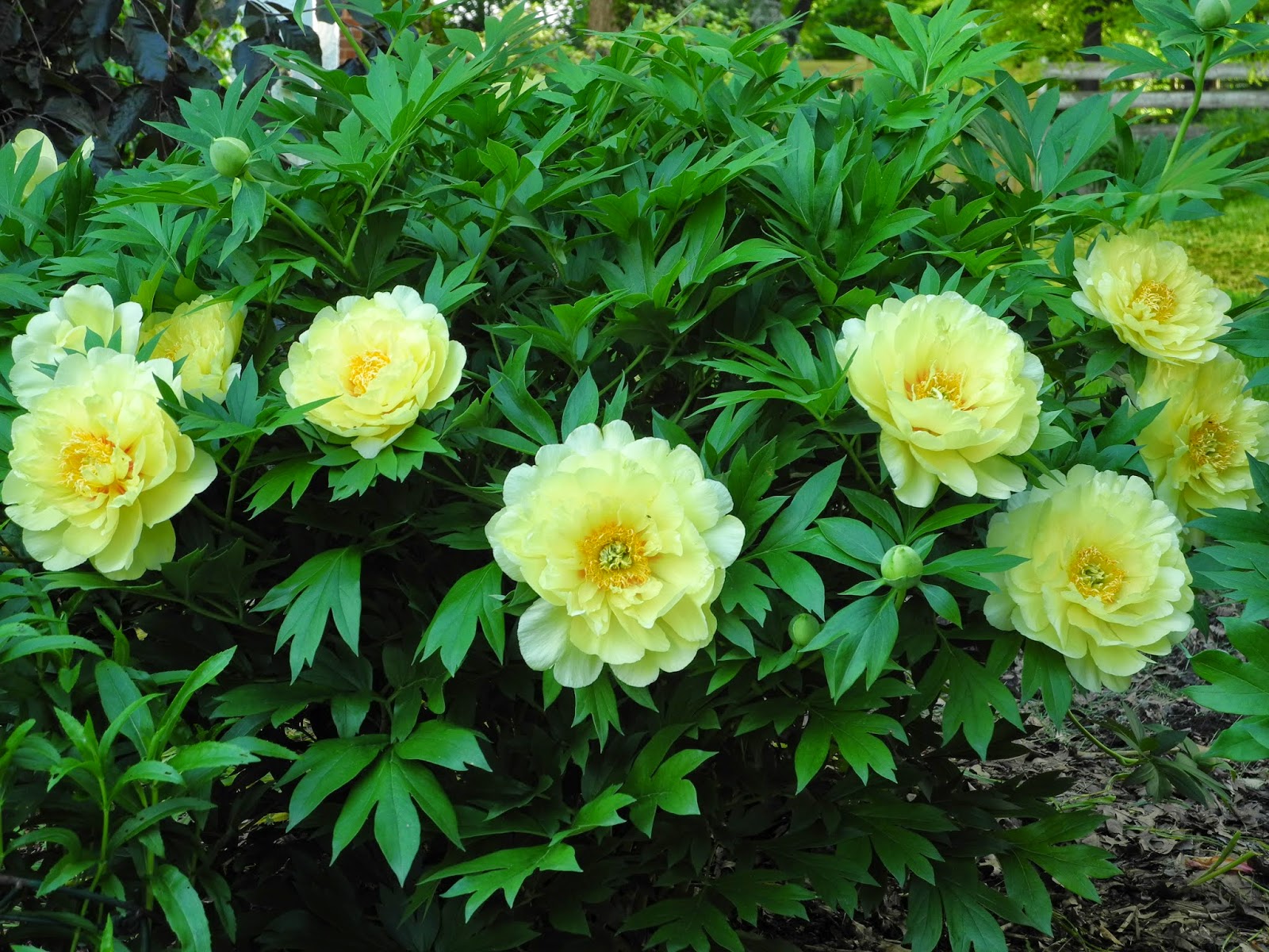 The Phytophactor: Friday Fabulous Flower - another yellow peony