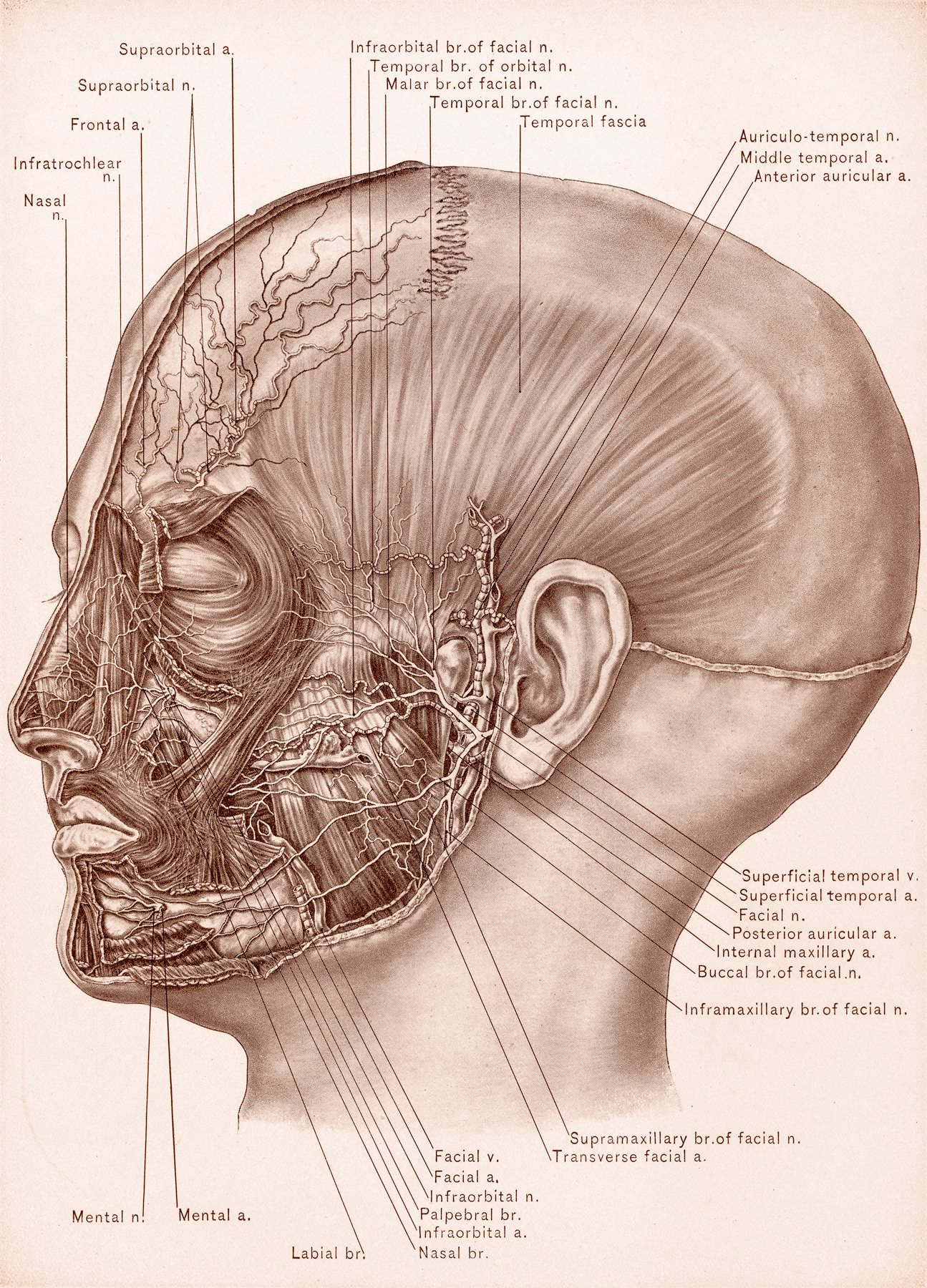 Temporal Fascia and Nerves of Face, Circ, 1902, Nerves, Resource, Res, HQ Photo
