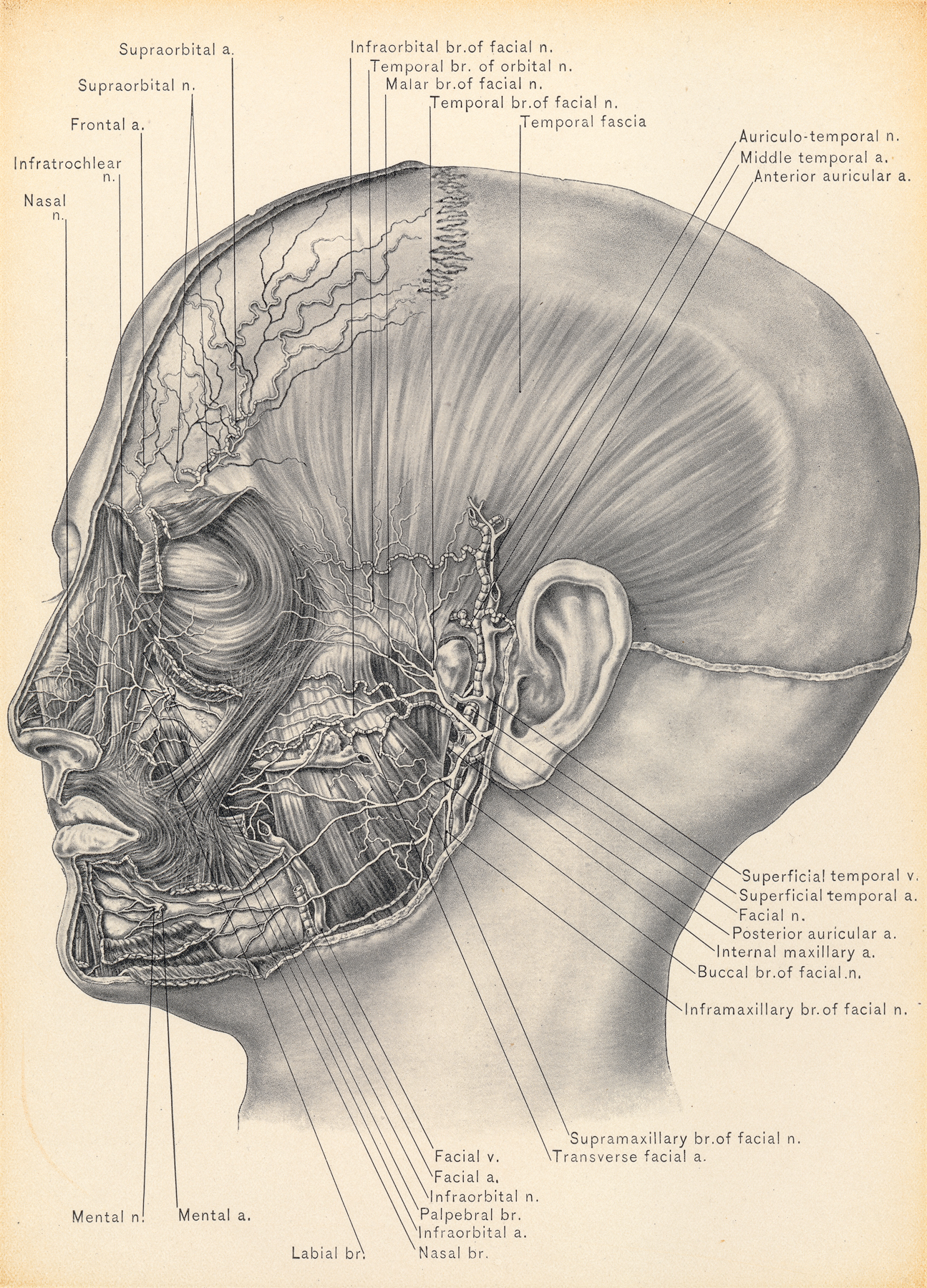 Temporal fascia and nerves of face photo