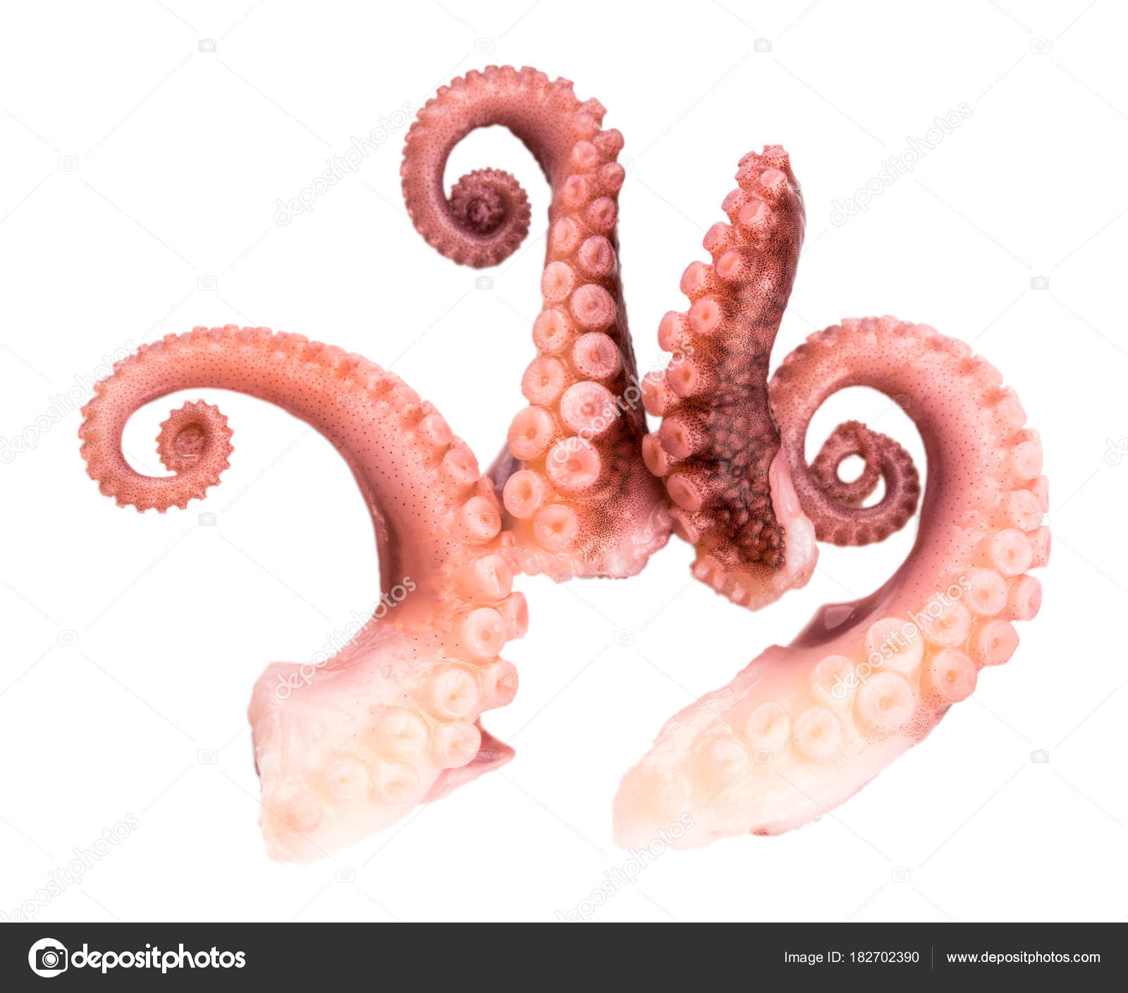 tentacles of octopus isolated on white background — Stock Photo ...