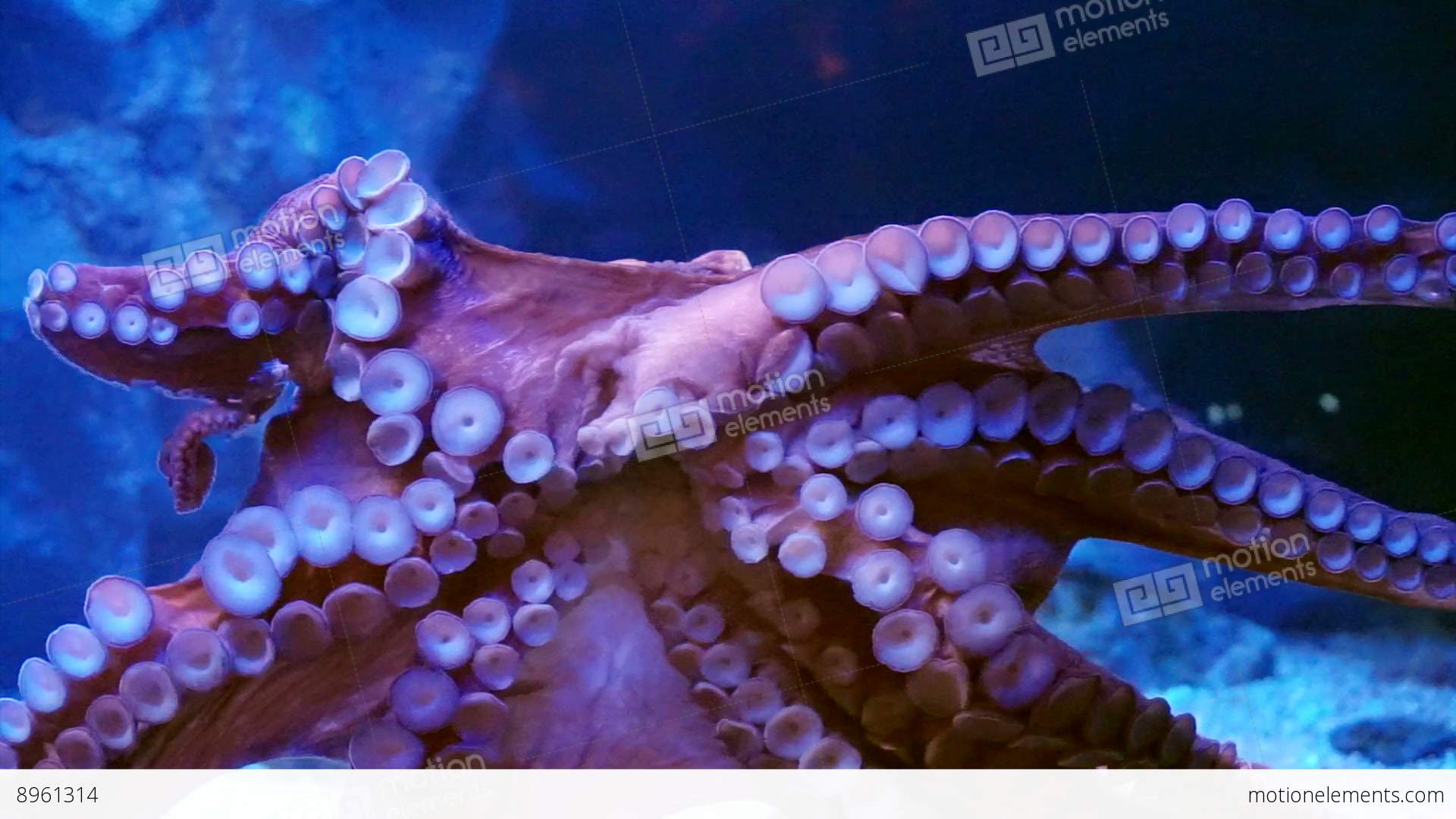 Giant Octopus Spreads Tentacles And Attach On Glass At The Aquarium ...