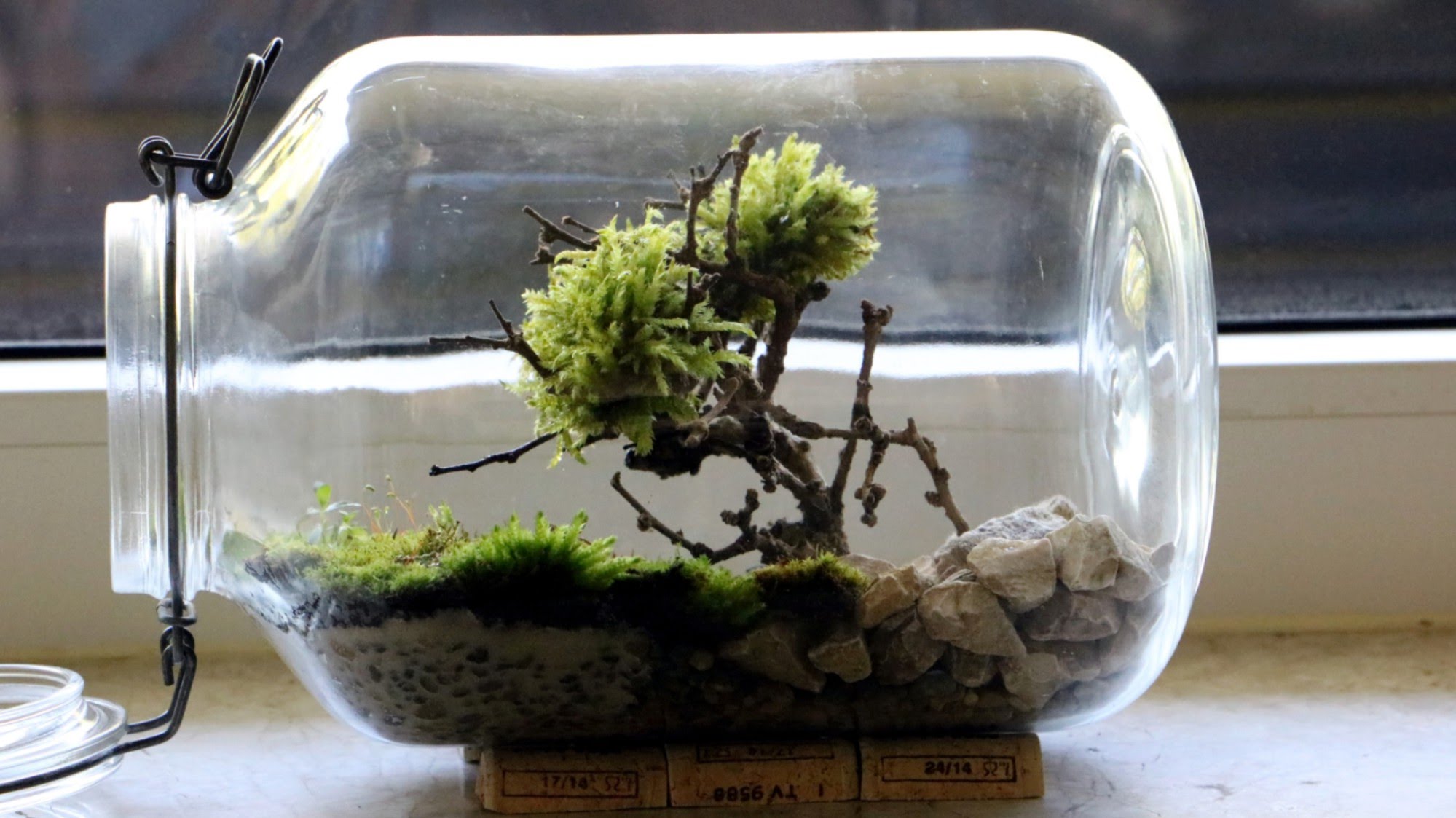 Homemade Bonsai Moss Tree Terrarium - YouTube