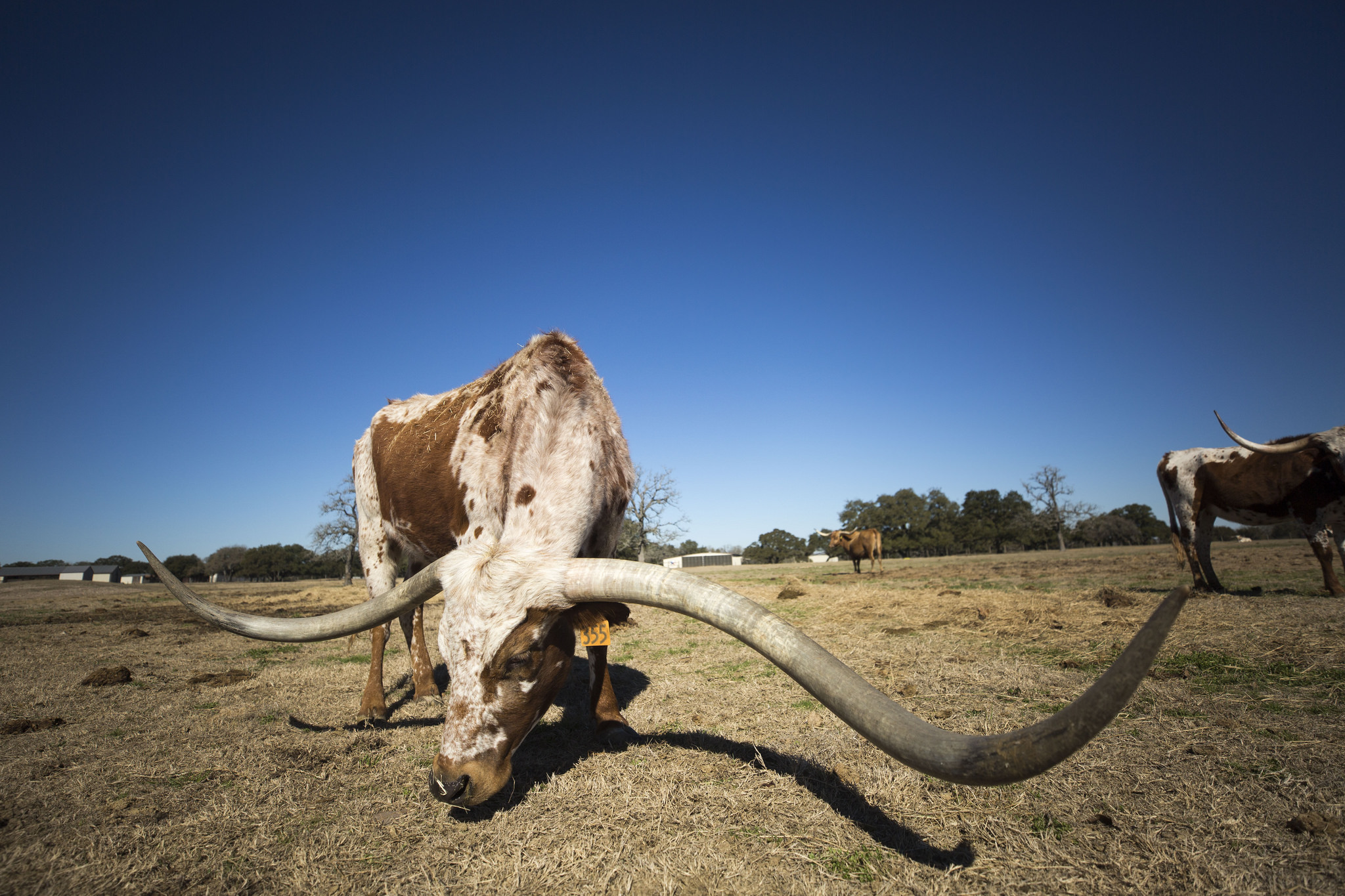 A $380,000 Longhorn? A Look At The Never-ending Race For The Biggest ...